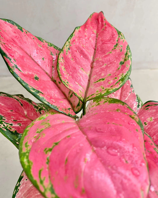 Guide d'entretien de l'Aglaonema Pink Star