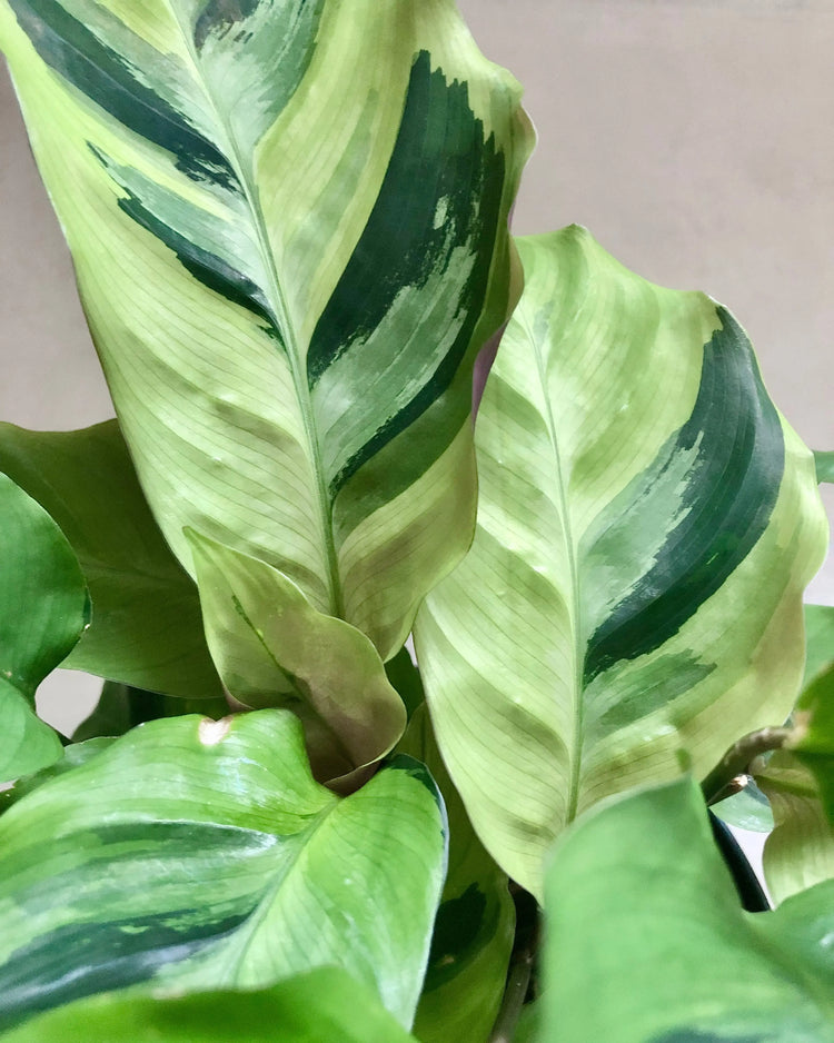 Plantes et Boutures rares - BelemBouture