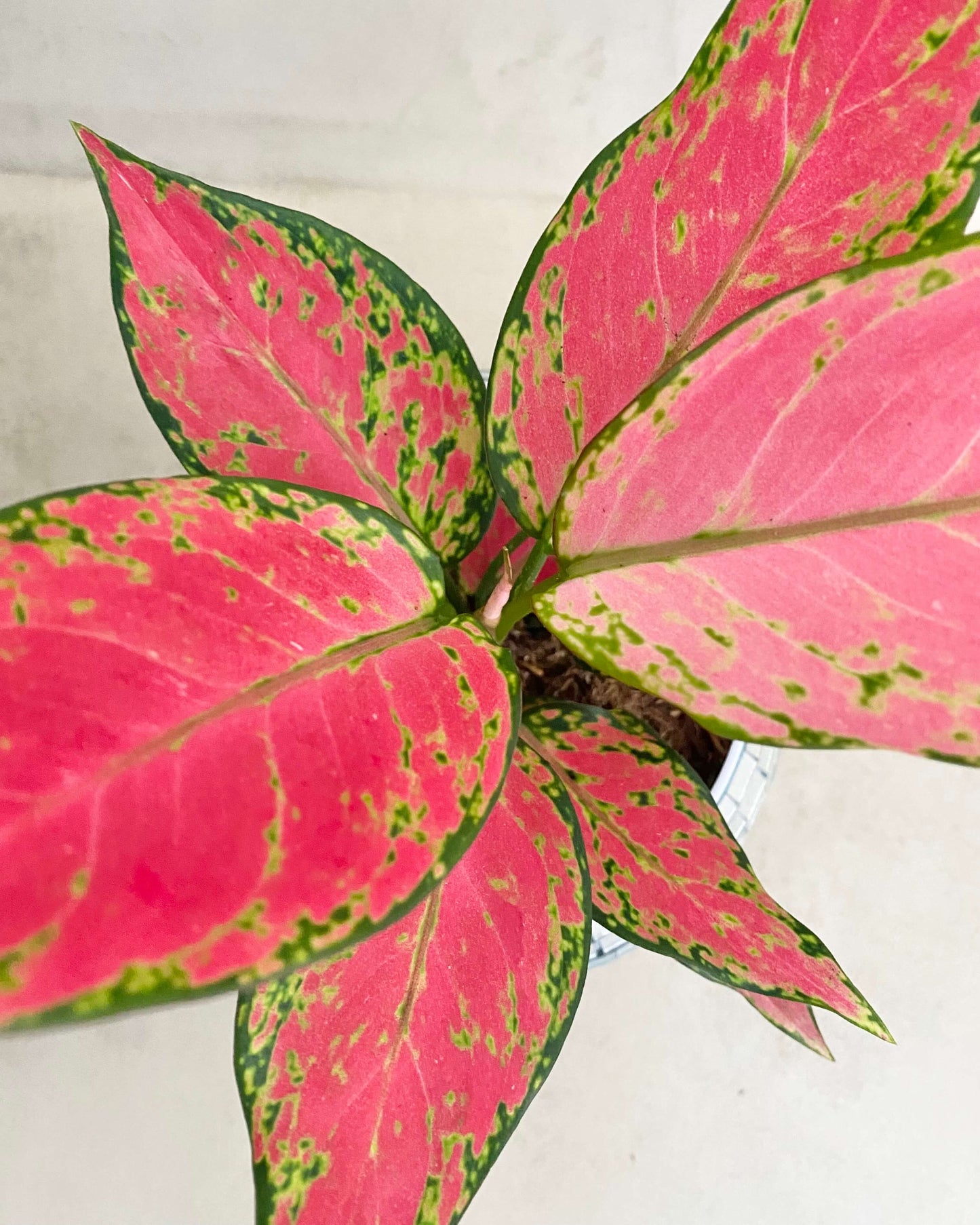 Aglaonema Cherry Baby - H:30cm, ø 12cm