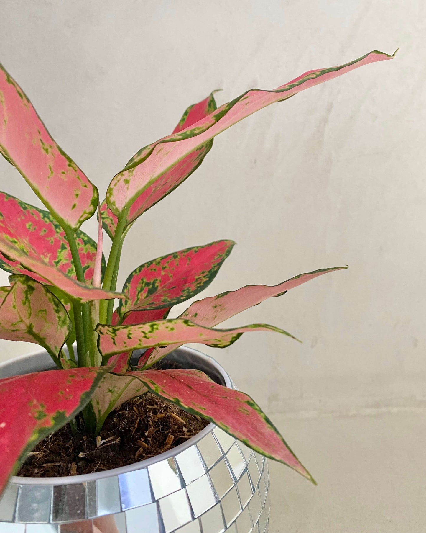 Aglaonema Cherry Baby - H:30cm, ø 12cm