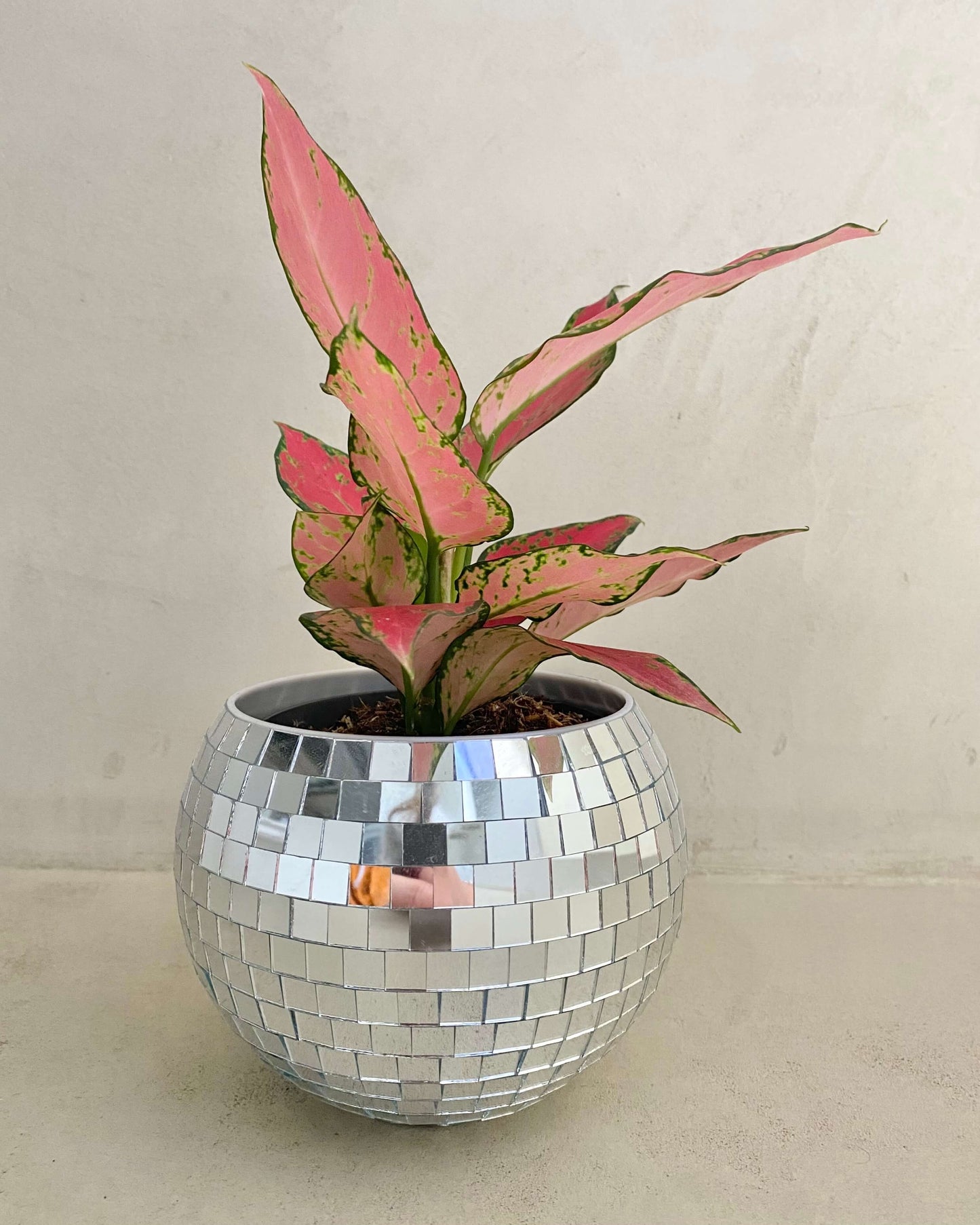 Aglaonema Cherry Baby - H:30cm, ø 12cm