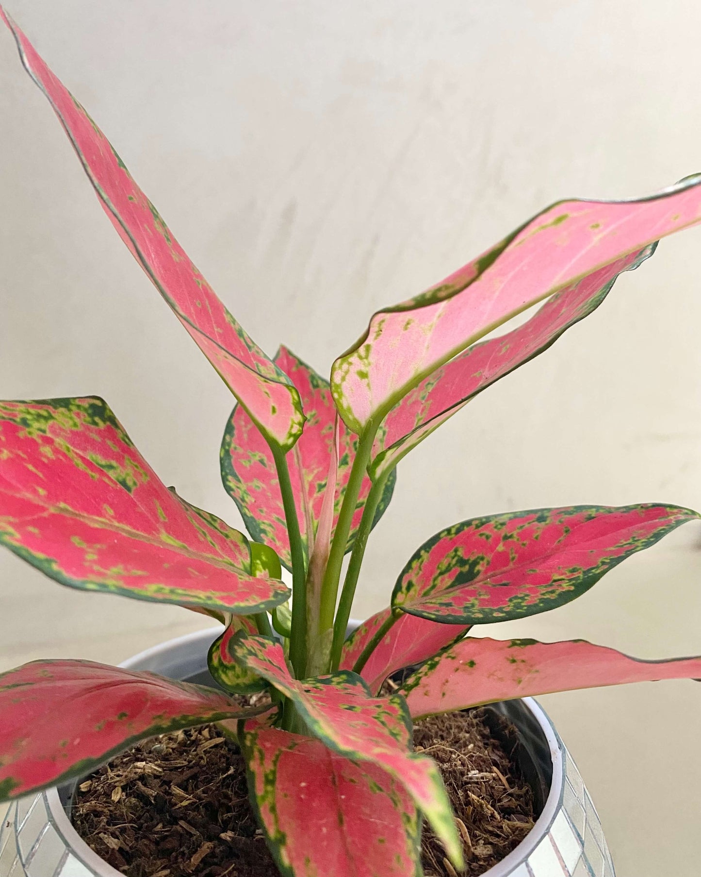 Aglaonema Cherry Baby - H:30cm, ø 12cm