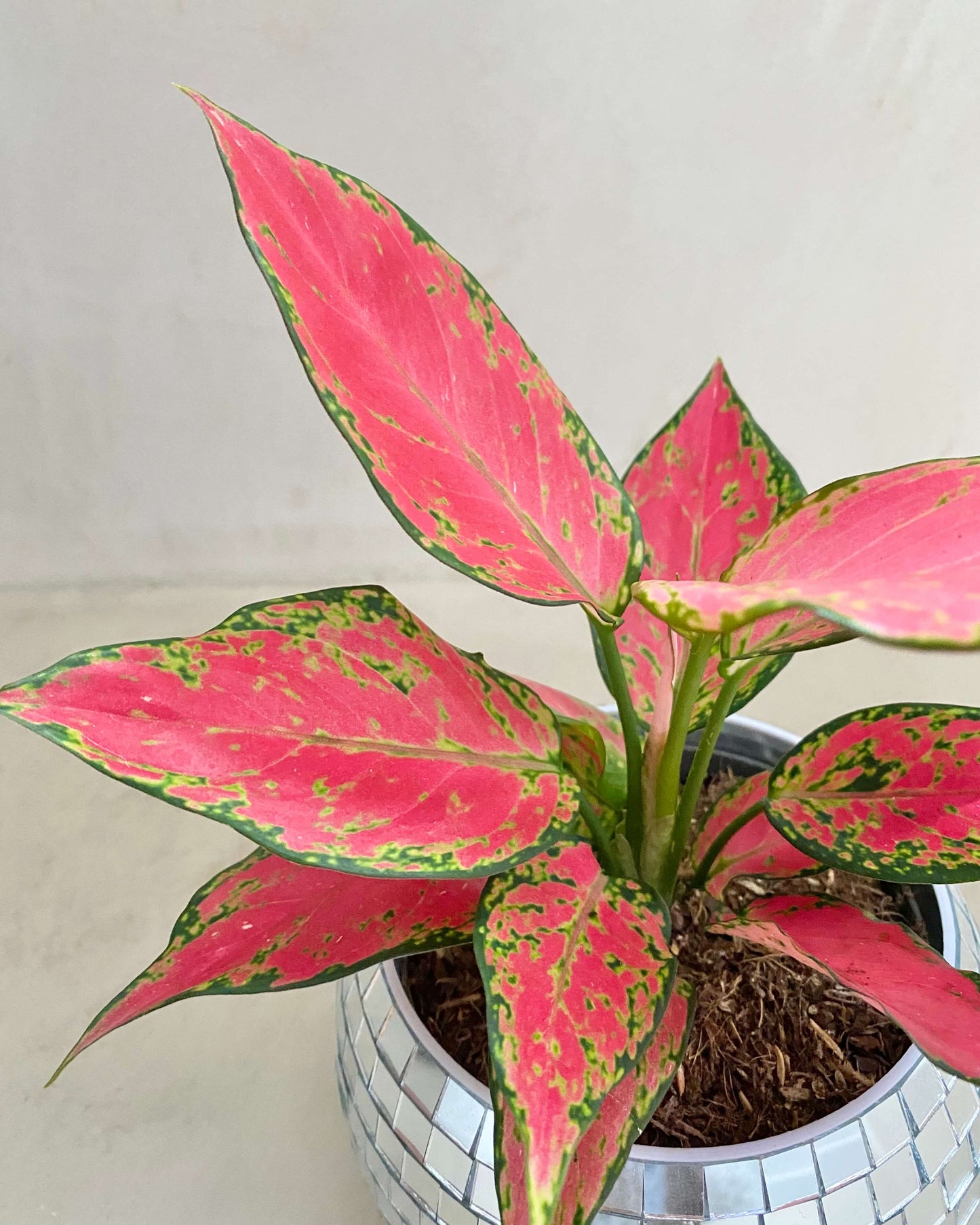 Aglaonema Cherry Baby - H:30cm, ø 12cm