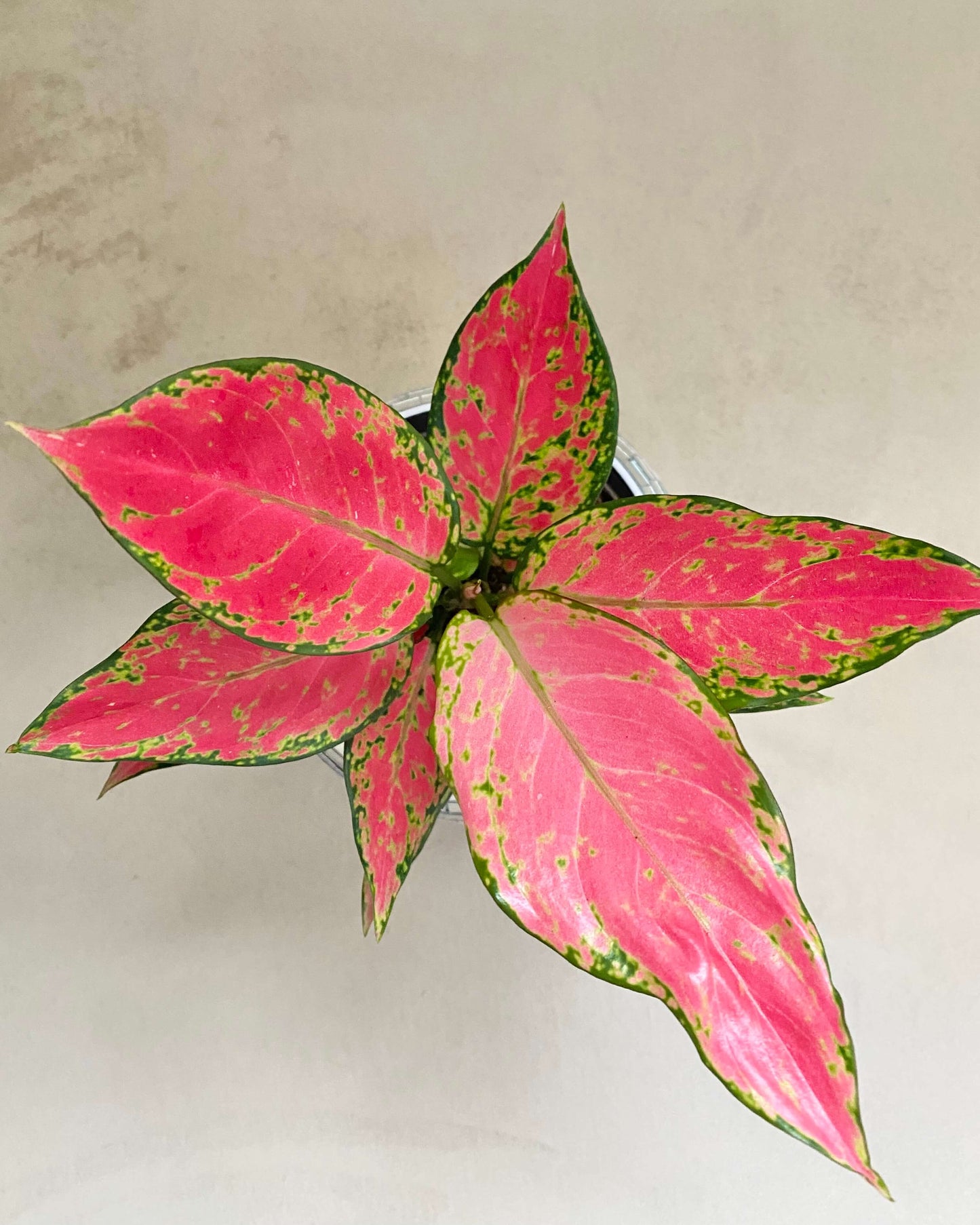 Aglaonema Cherry Baby - H:30cm, ø 12cm