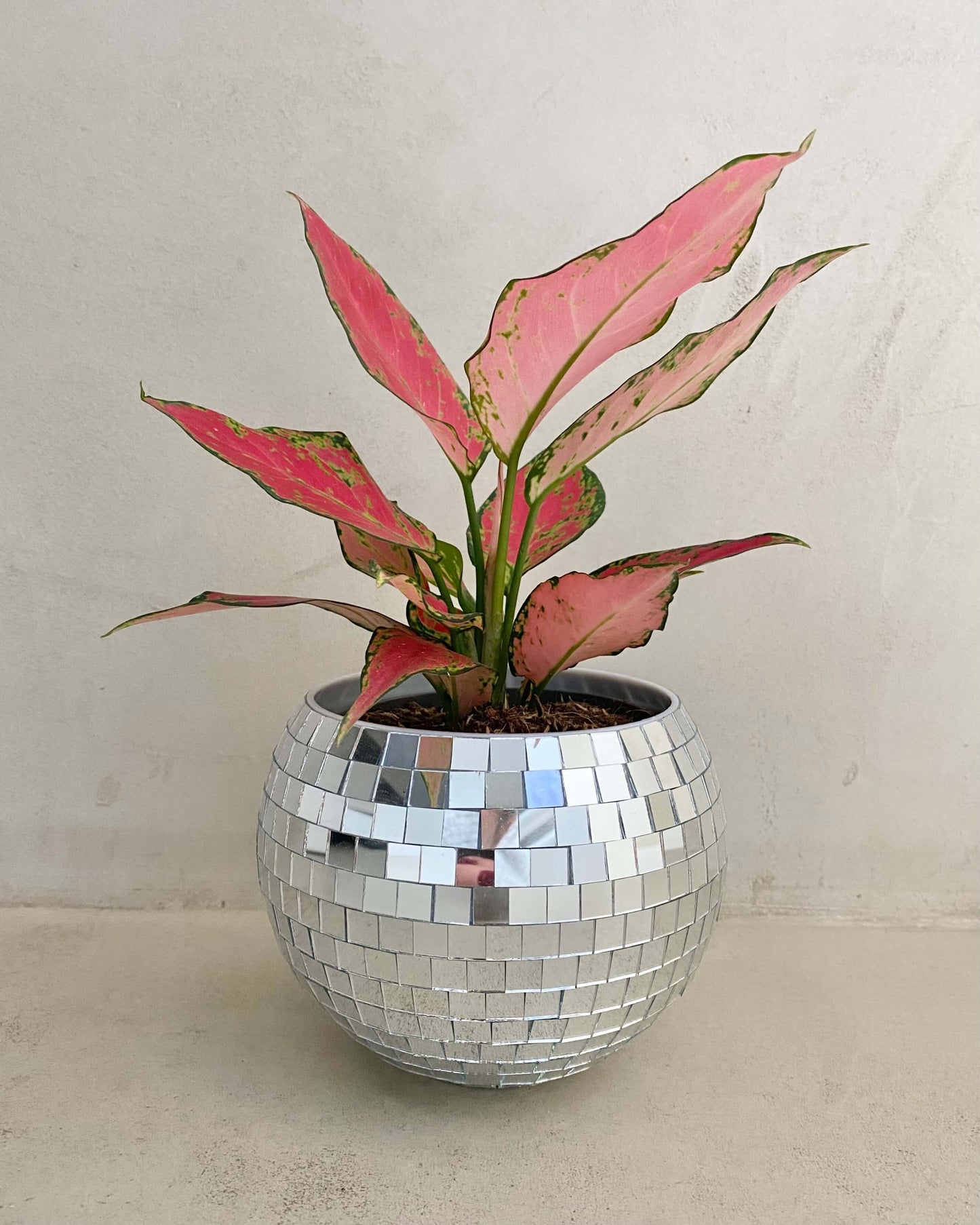 Aglaonema Cherry Baby - H:30cm, ø 12cm