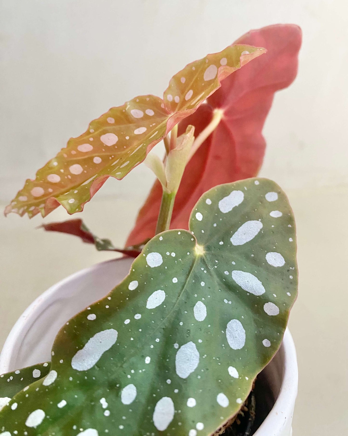 Begonia Double Dot - H:20cm, ø 9cm