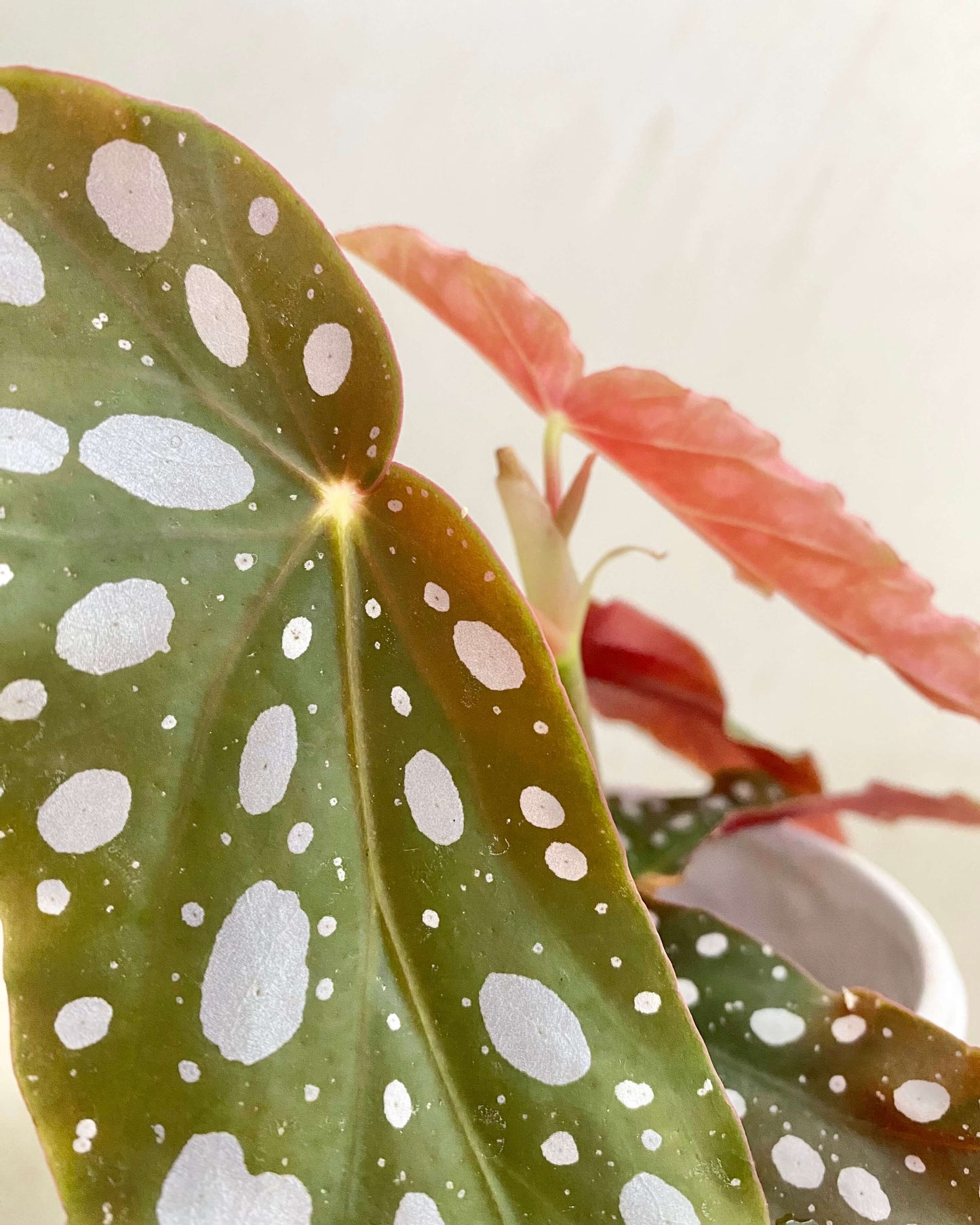 Begonia Double Dot - H:20cm, ø 9cm
