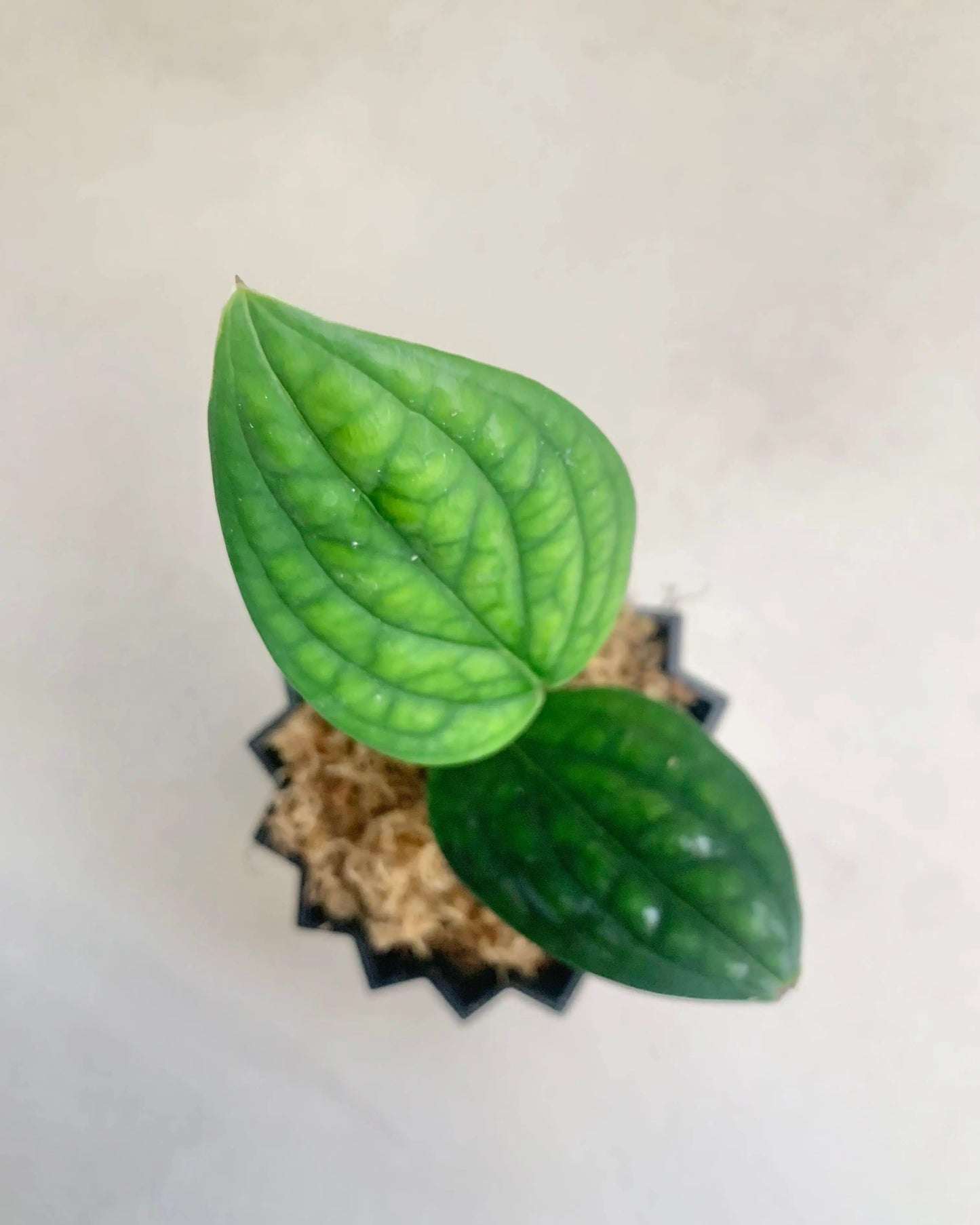 Bouture Monstera Peru BelemBouture