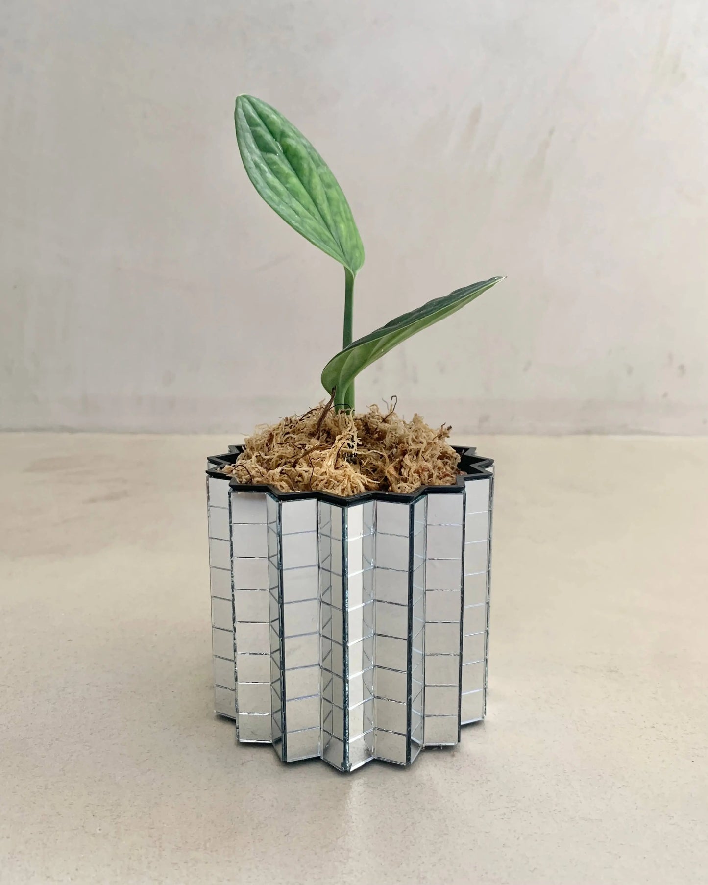 Bouture Monstera Peru BelemBouture