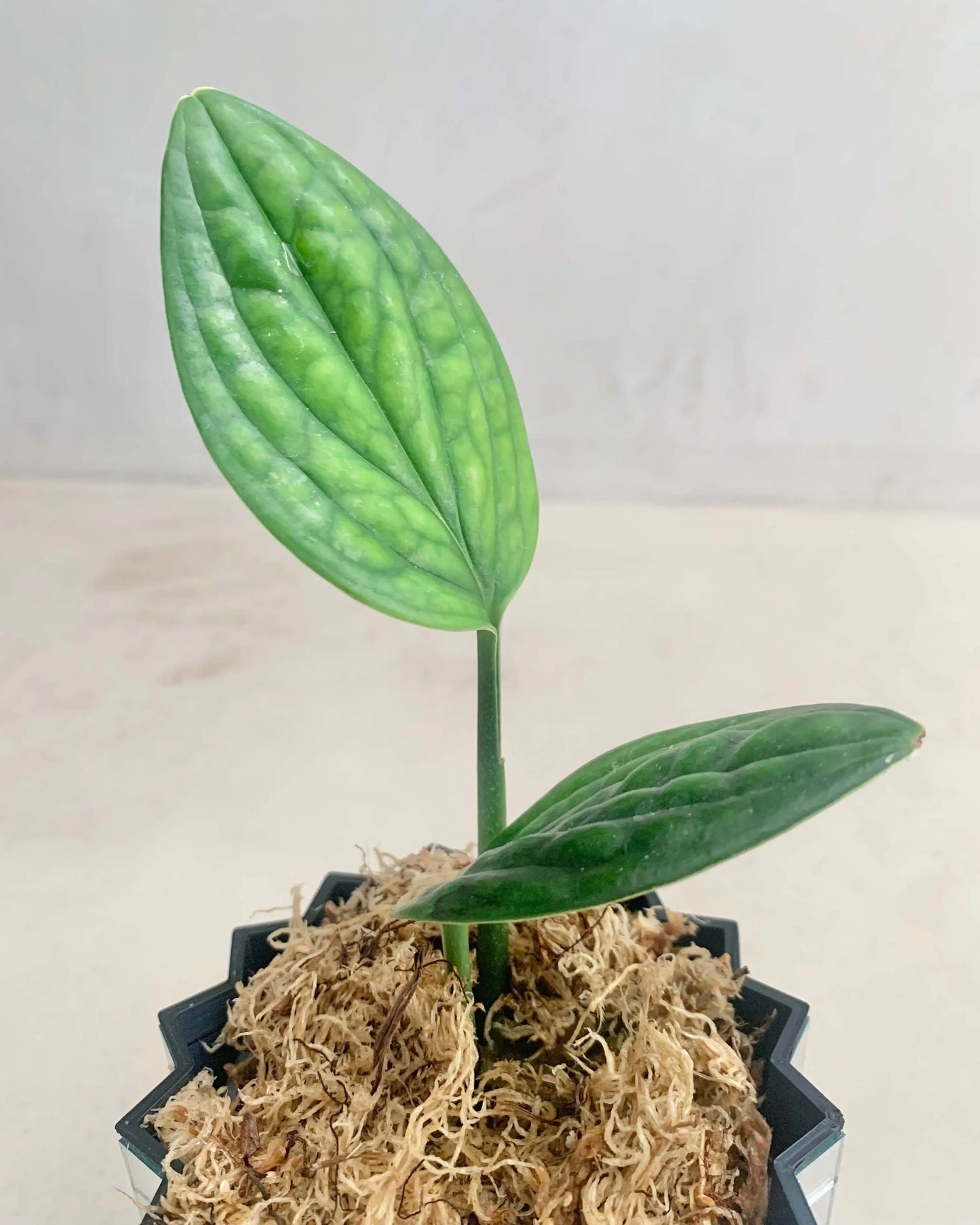 Bouture Monstera Peru BelemBouture