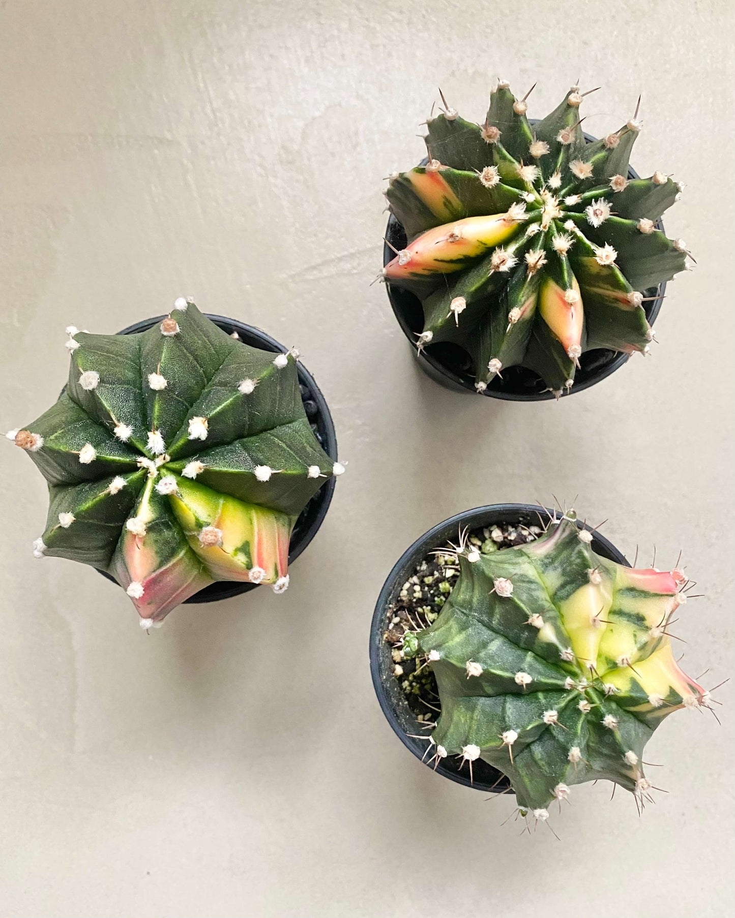 Gymnocalycium Mihanovichii Variegata BelemBouture