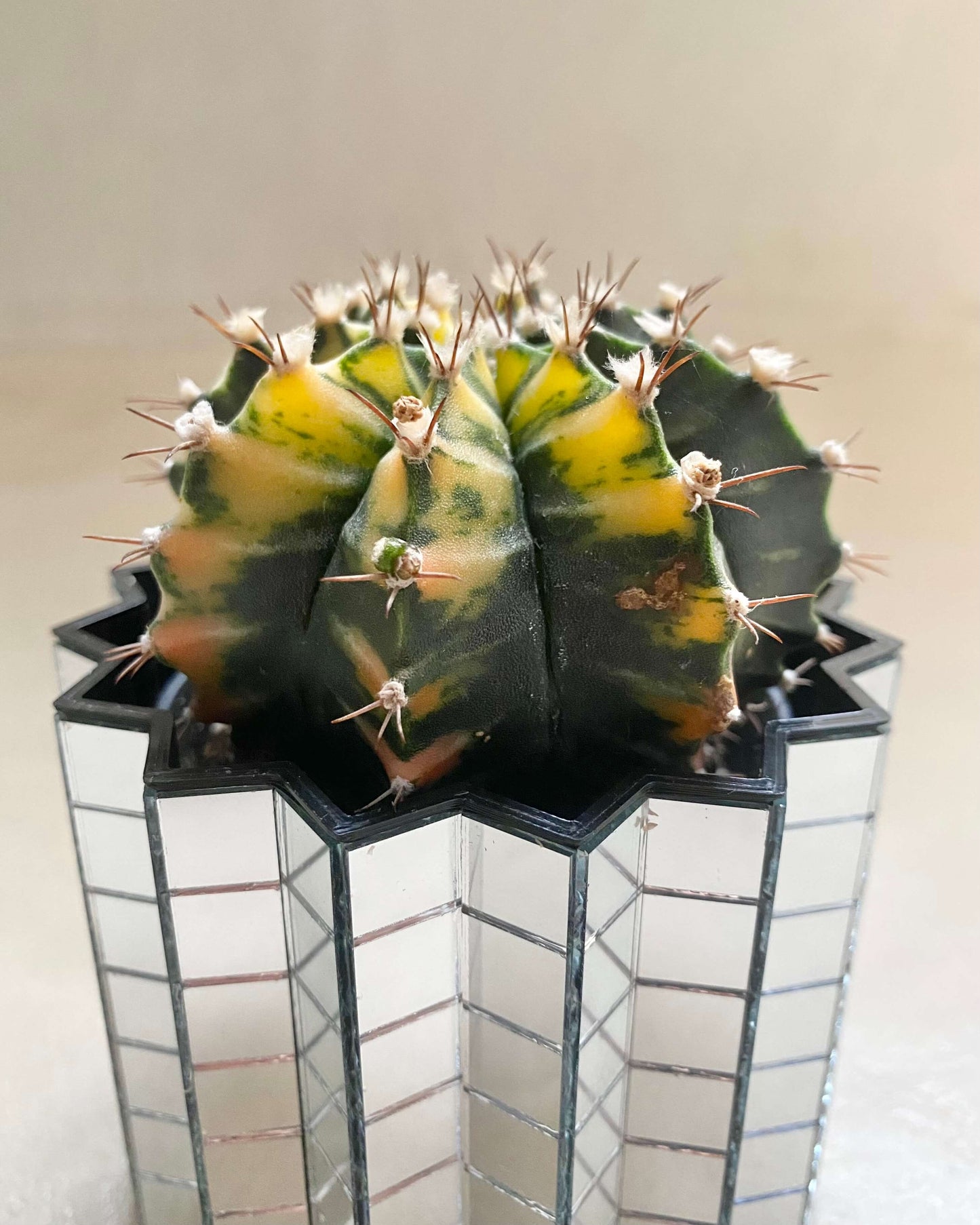 Gymnocalycium Mihanovichii Variegata BelemBouture
