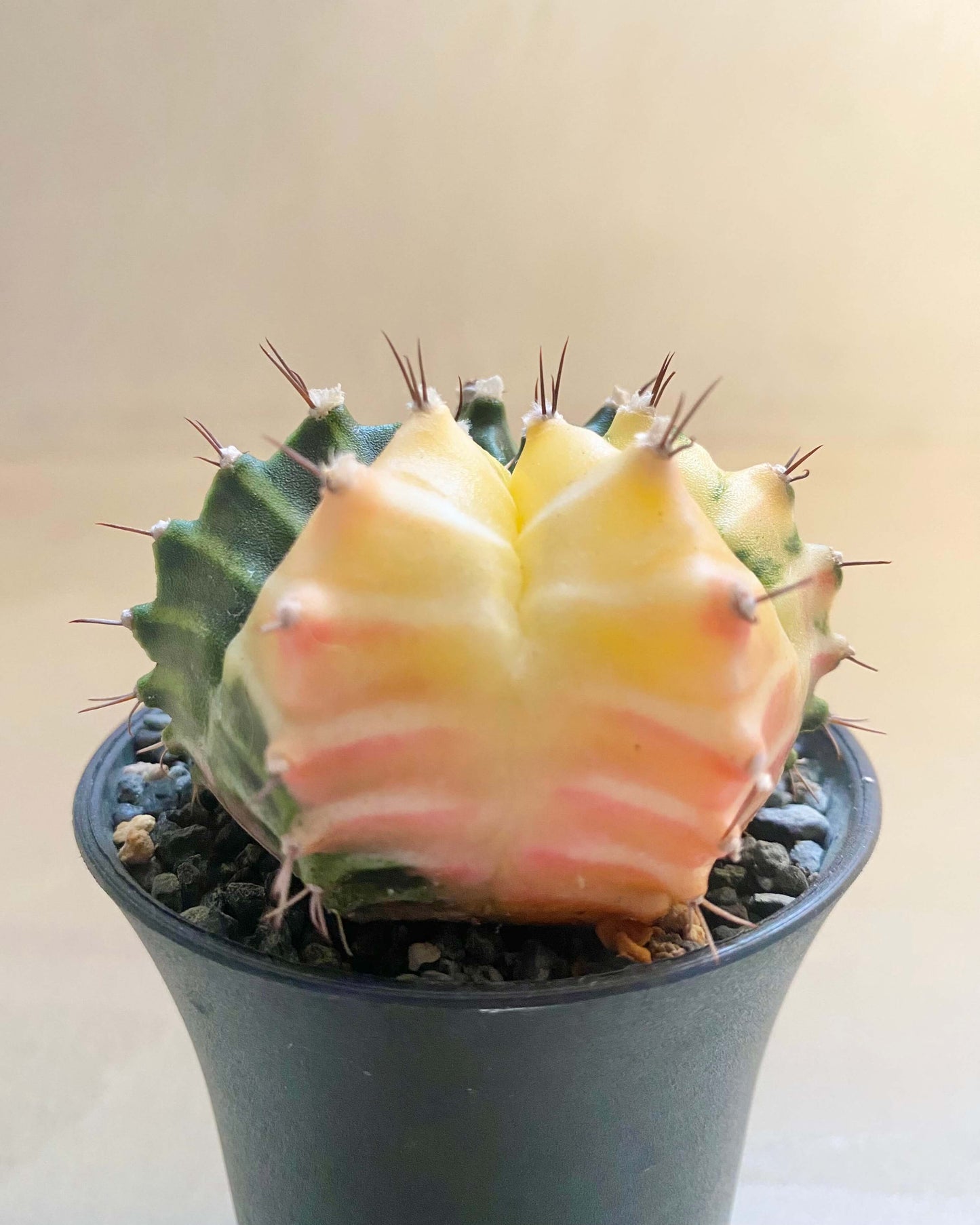 Gymnocalycium Mihanovichii Variegata BelemBouture