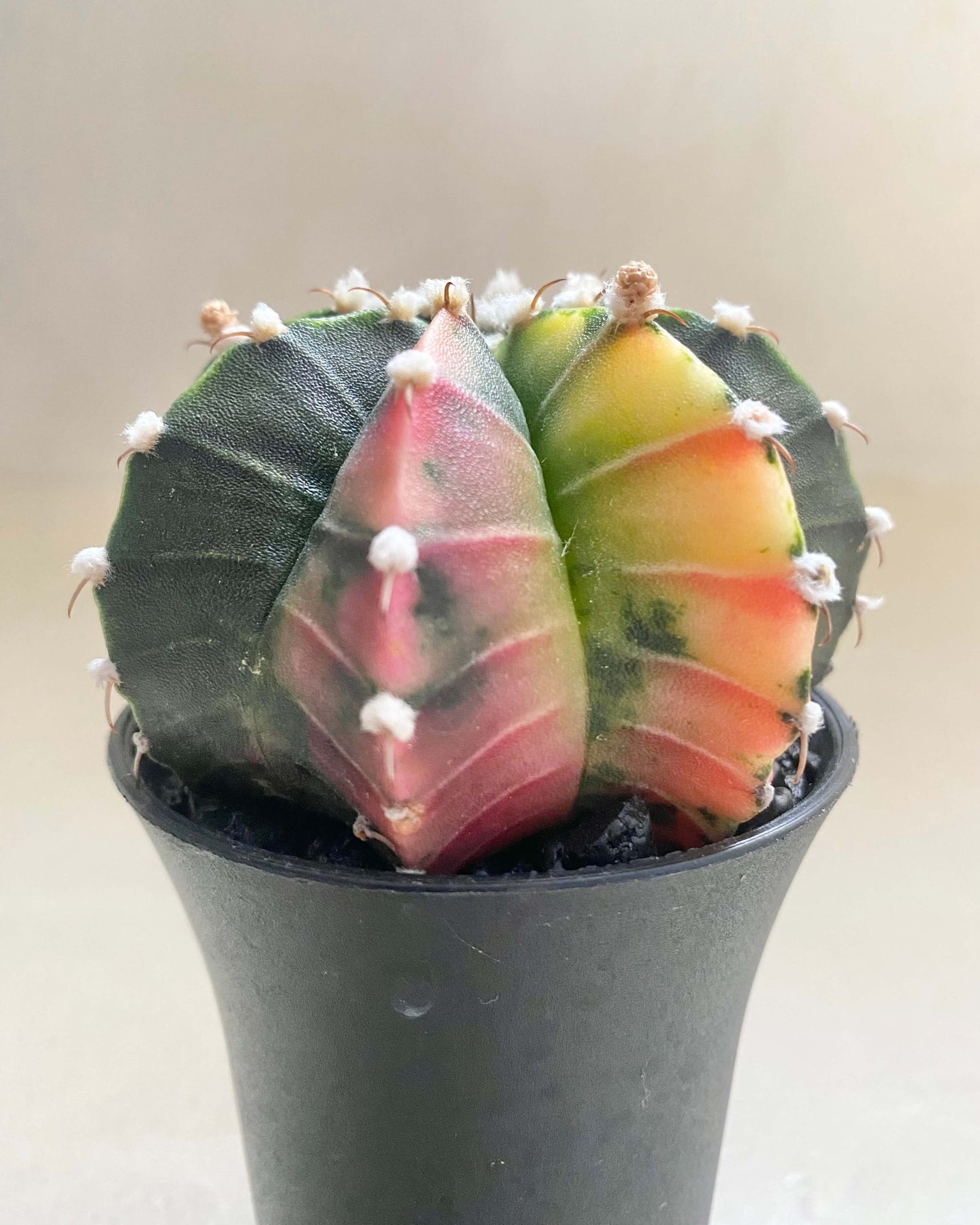 Gymnocalycium Mihanovichii Variegata BelemBouture
