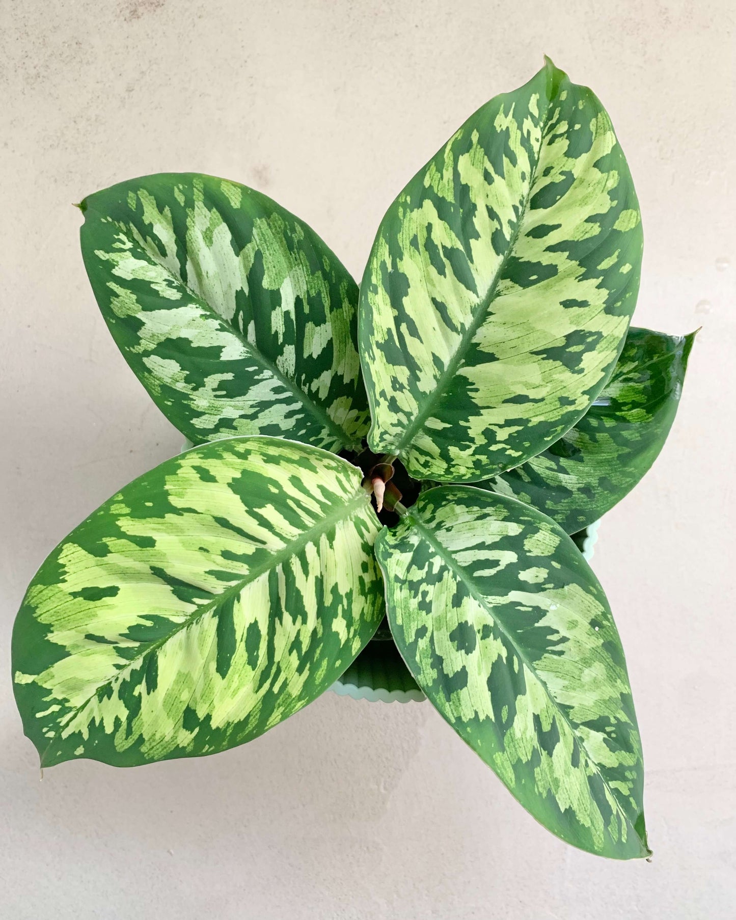 Homalomena Wallisii Camoulage - BelemBouture