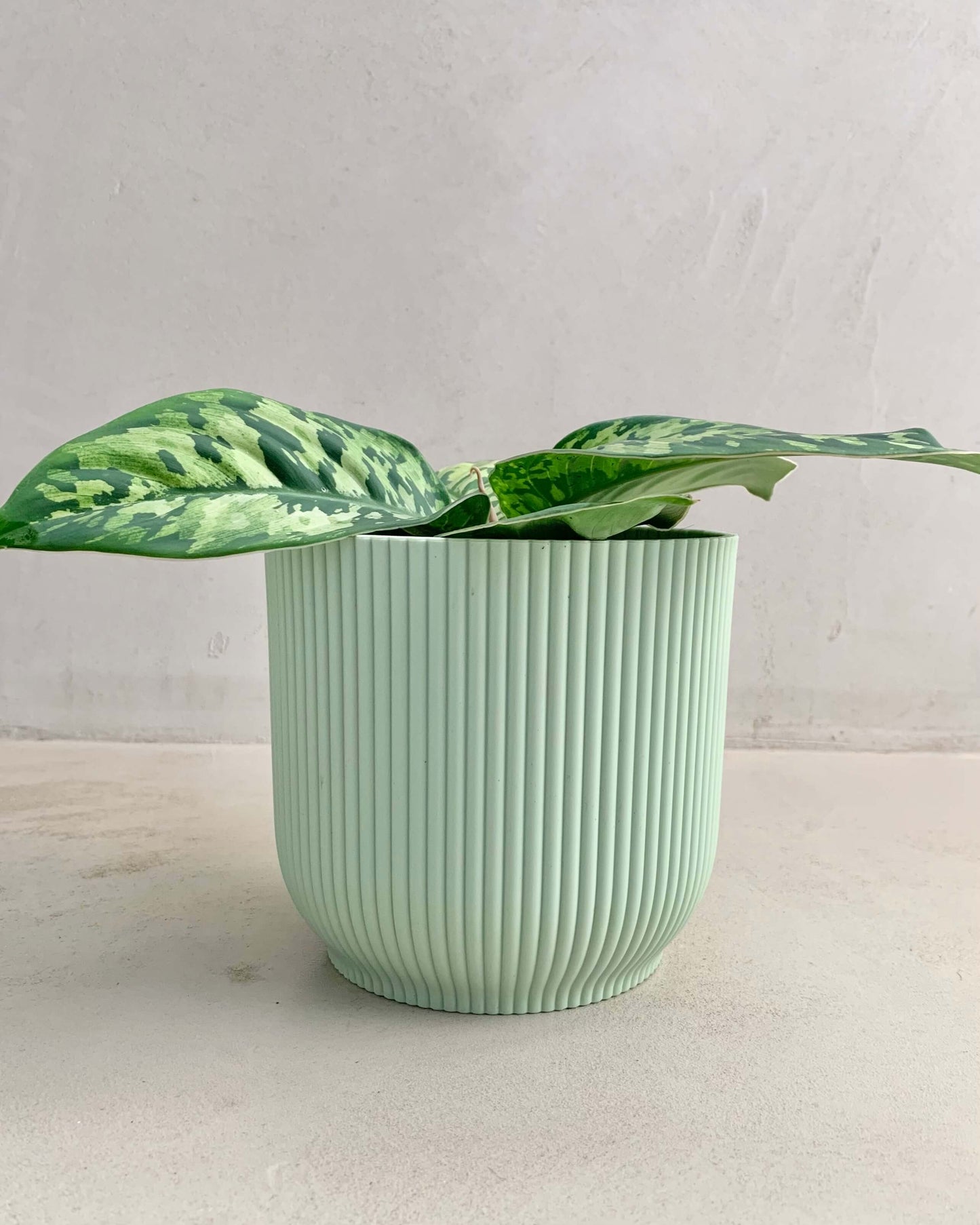 Homalomena Wallisii Camoulage - BelemBouture