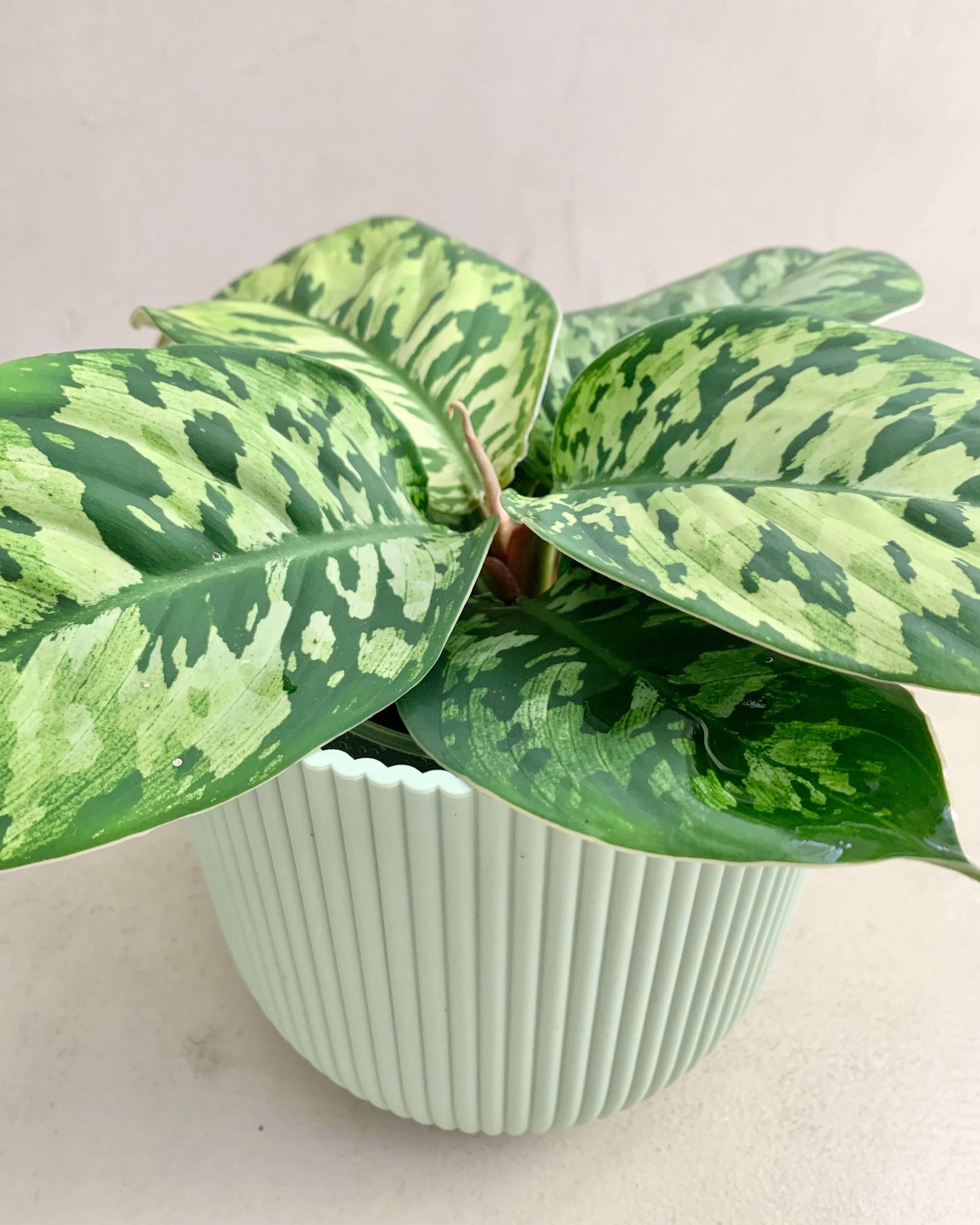 Homalomena Wallisii Camoulage - BelemBouture