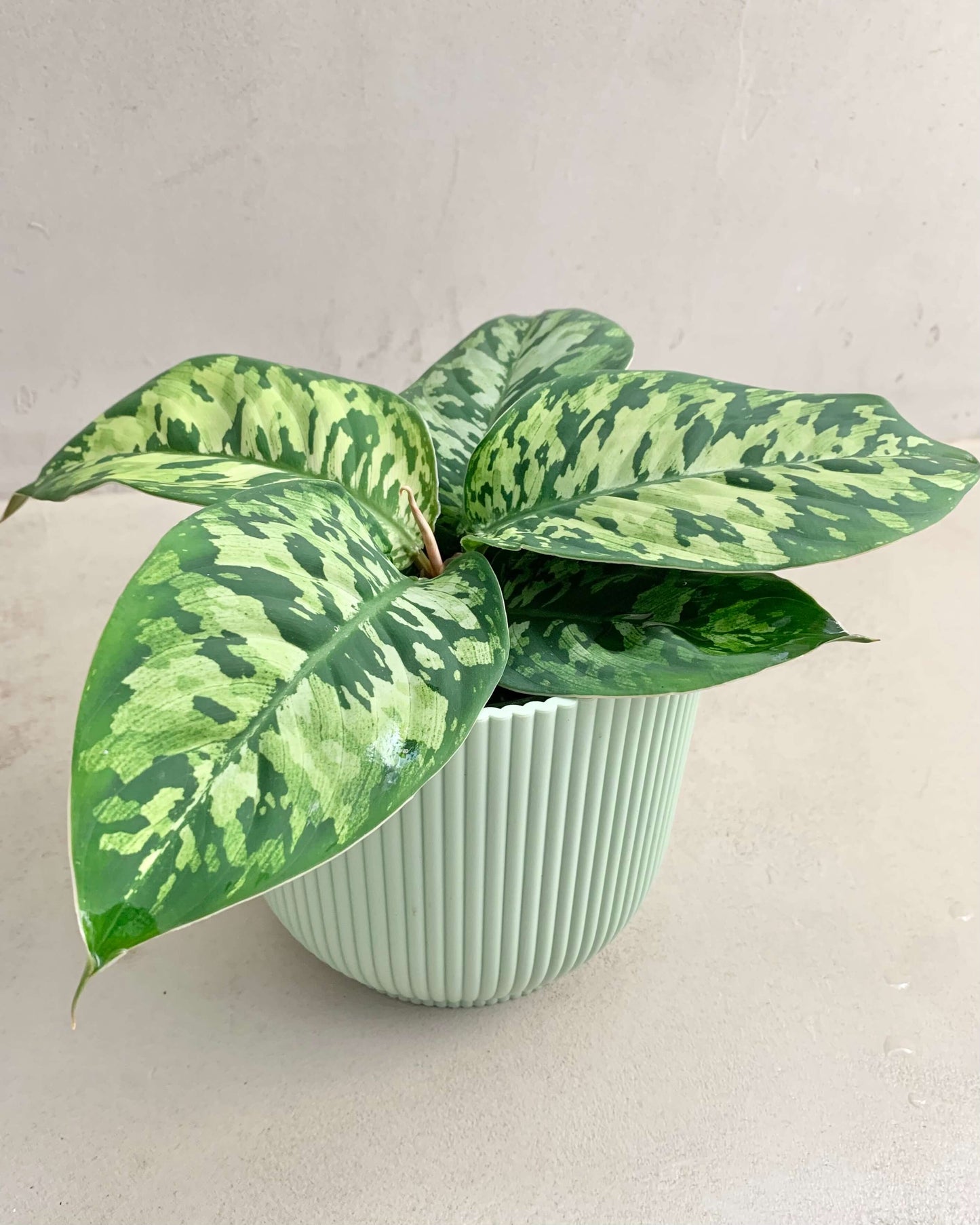 Homalomena Wallisii Camoulage - BelemBouture
