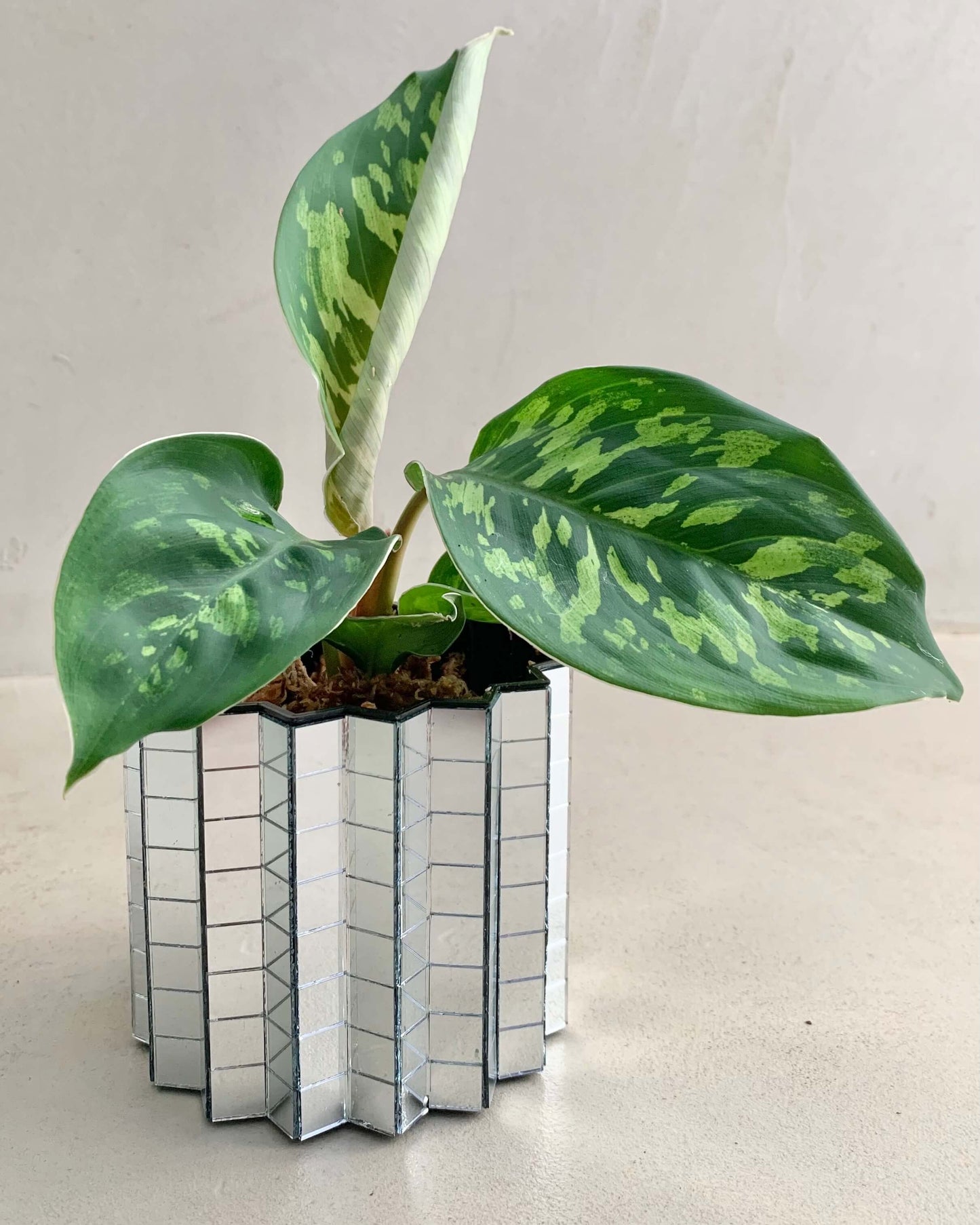Homalomena Wallisii Camoulage - BelemBouture