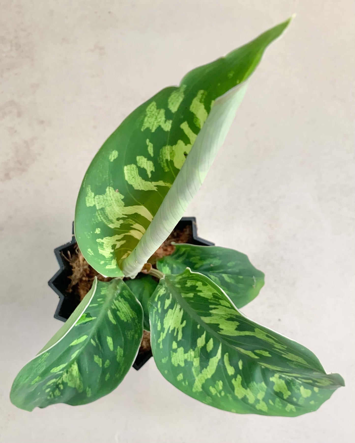 Homalomena Wallisii Camoulage - BelemBouture