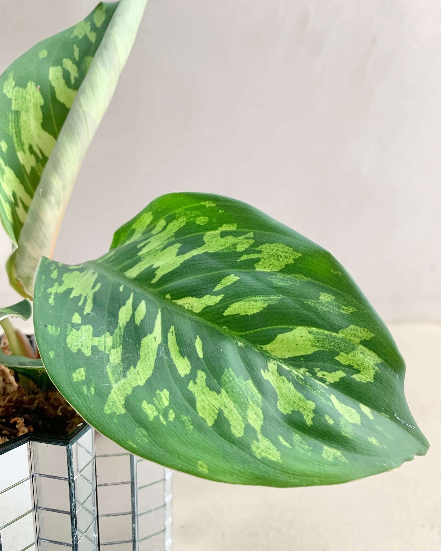 Homalomena Wallisii Camoulage - BelemBouture