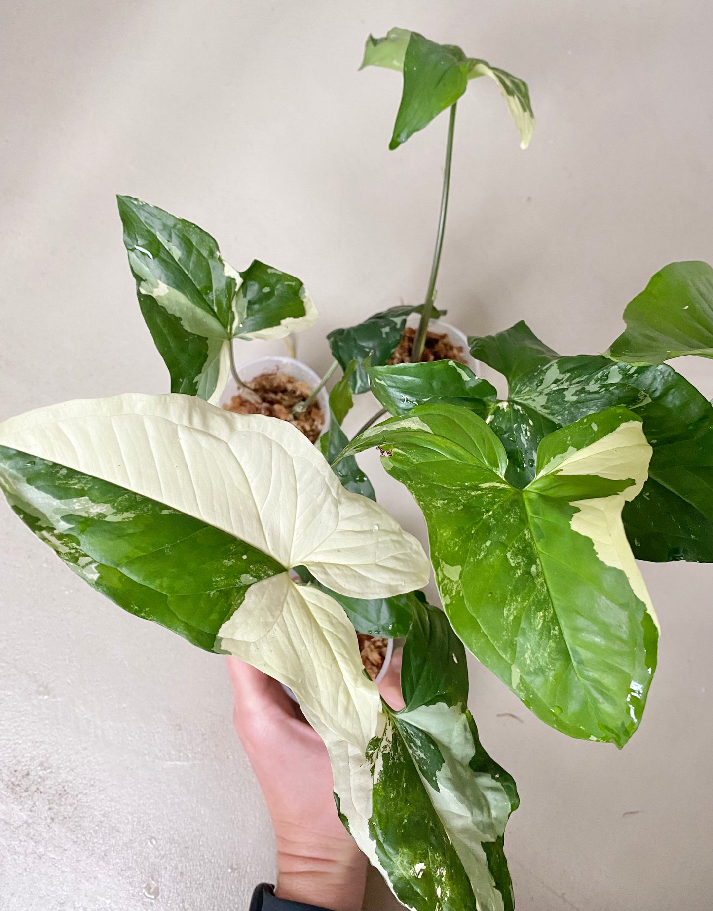 Bouture Syngonium Podophyllum Albo Variegata BelemBouture