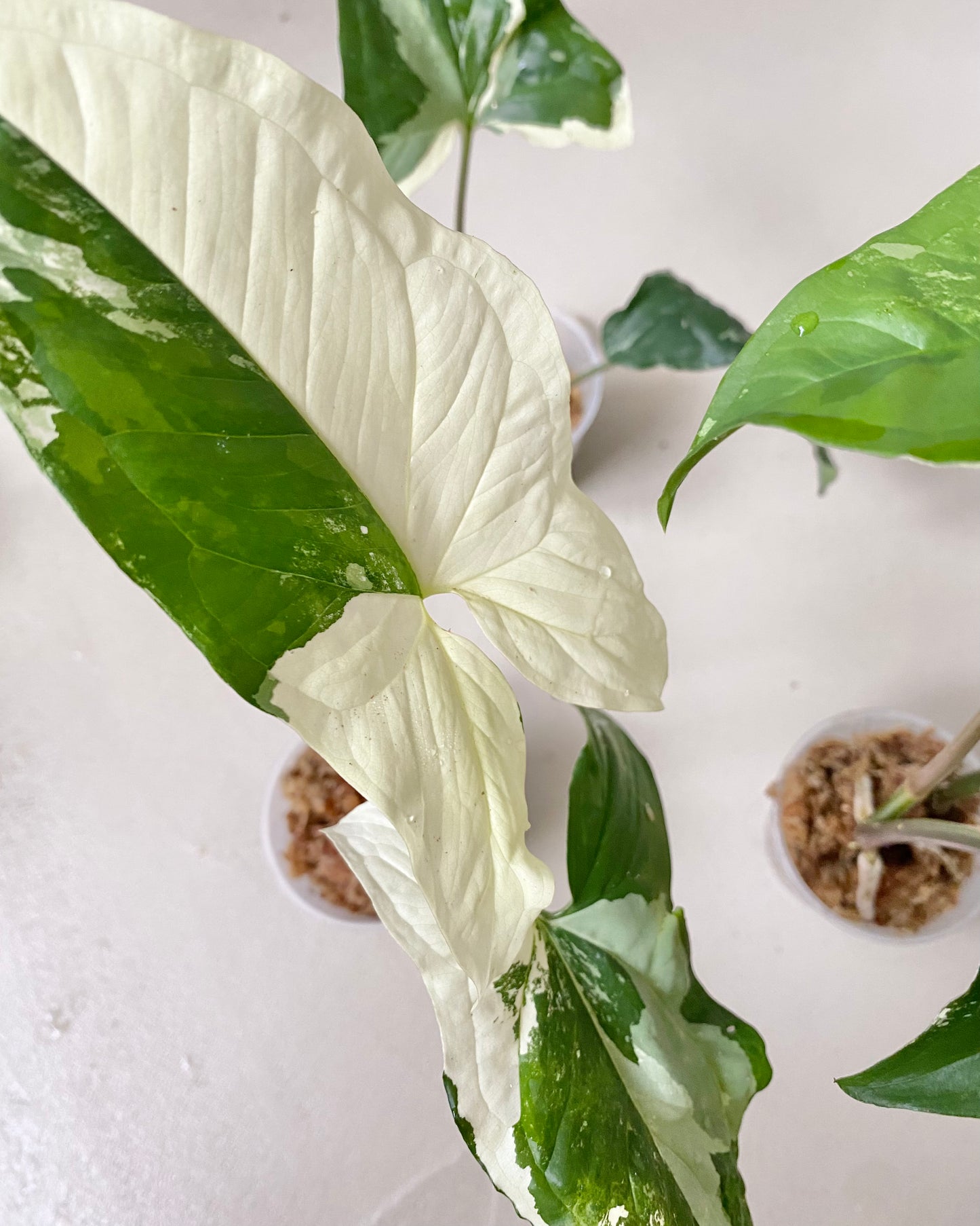 Bouture Syngonium Podophyllum Albo Variegata BelemBouture