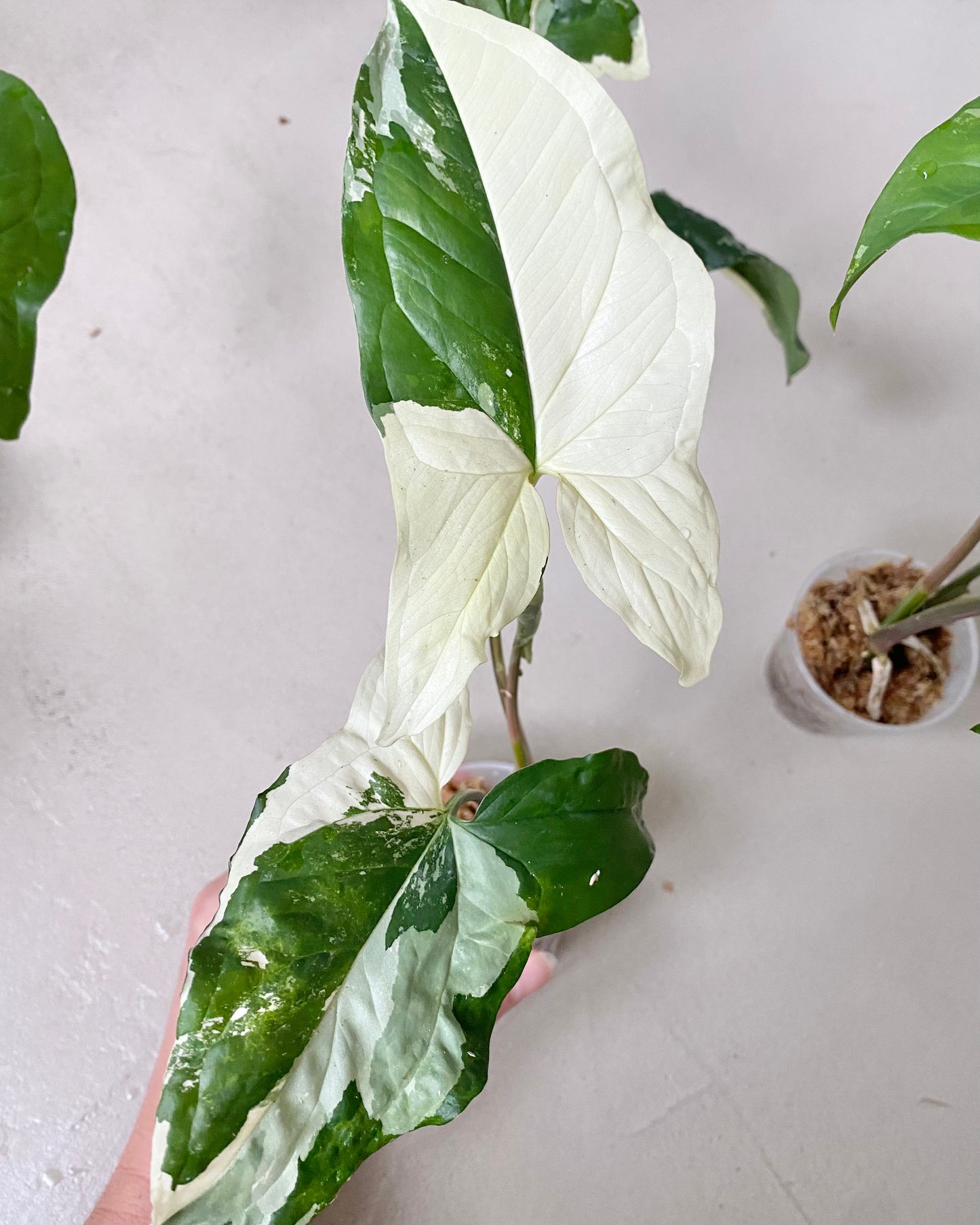 Bouture Syngonium Podophyllum Albo Variegata BelemBouture