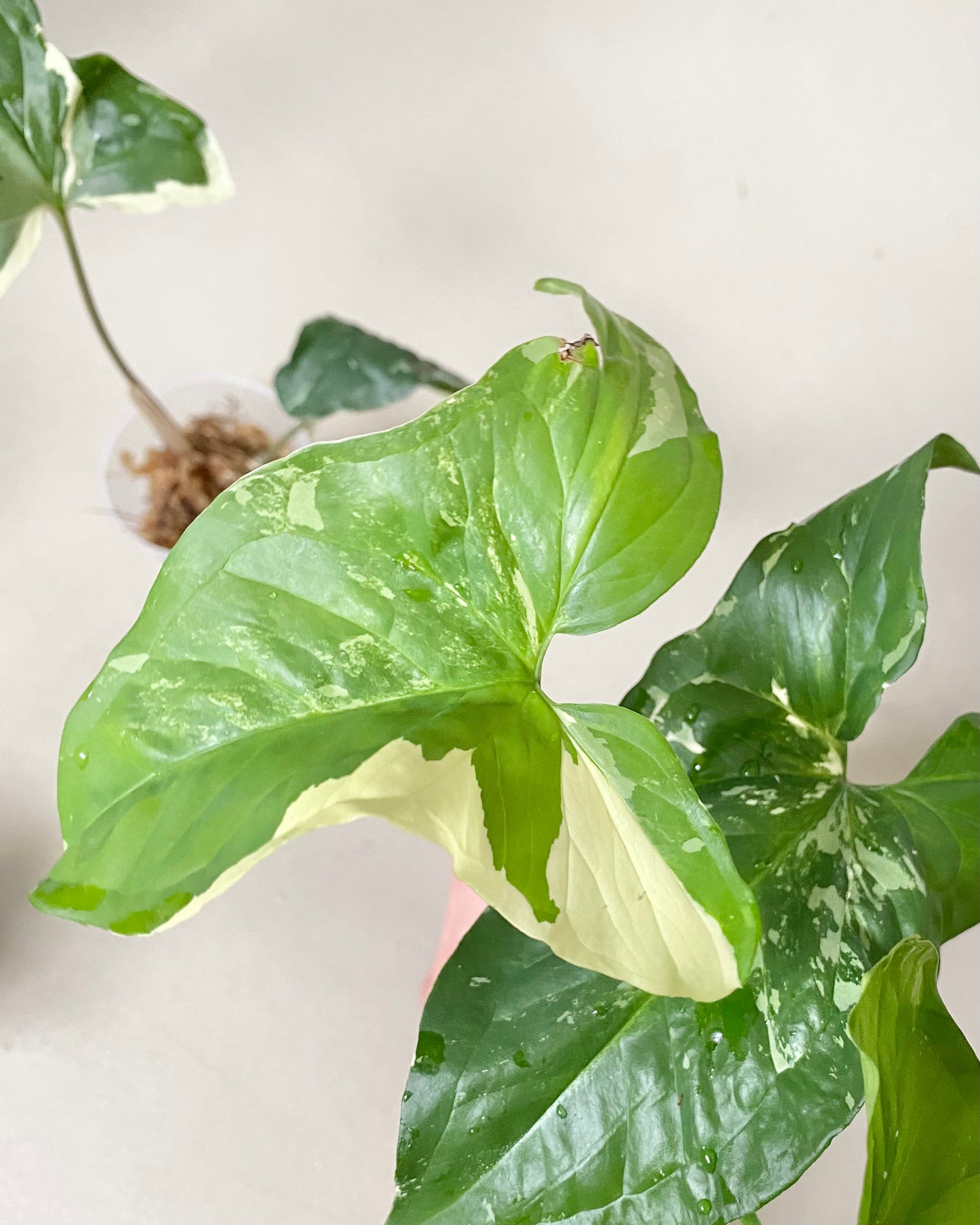 Bouture Syngonium Podophyllum Albo Variegata BelemBouture