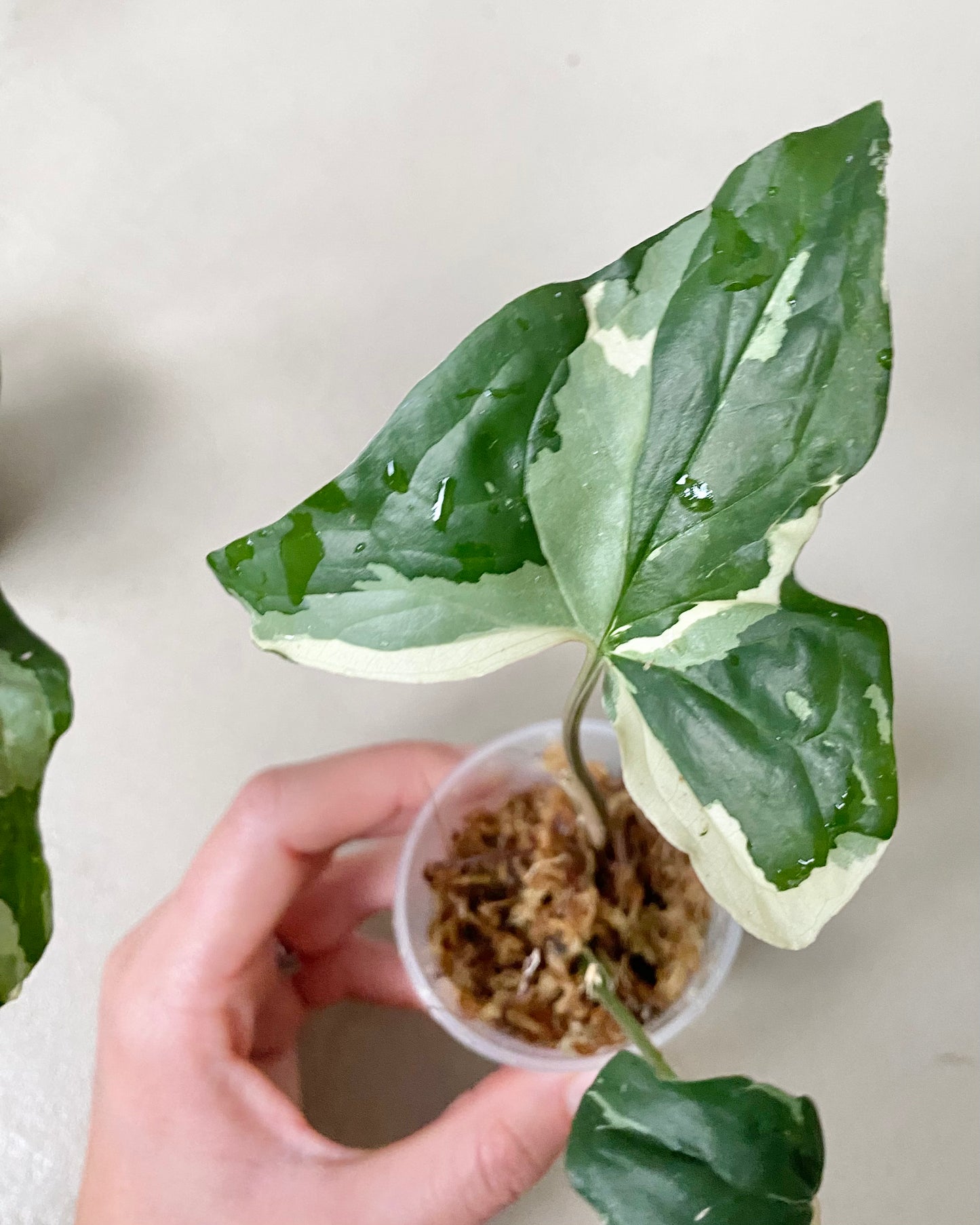Bouture Syngonium Podophyllum Albo Variegata BelemBouture