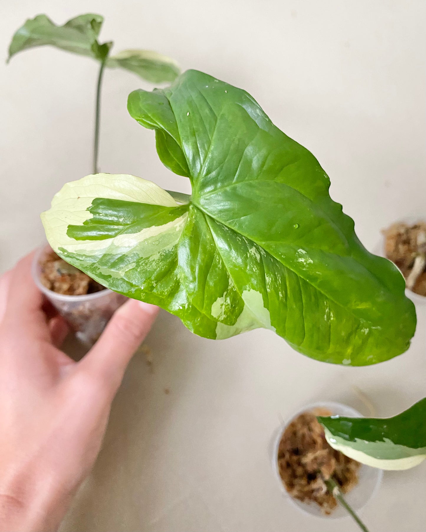 Bouture Syngonium Podophyllum Albo Variegata BelemBouture