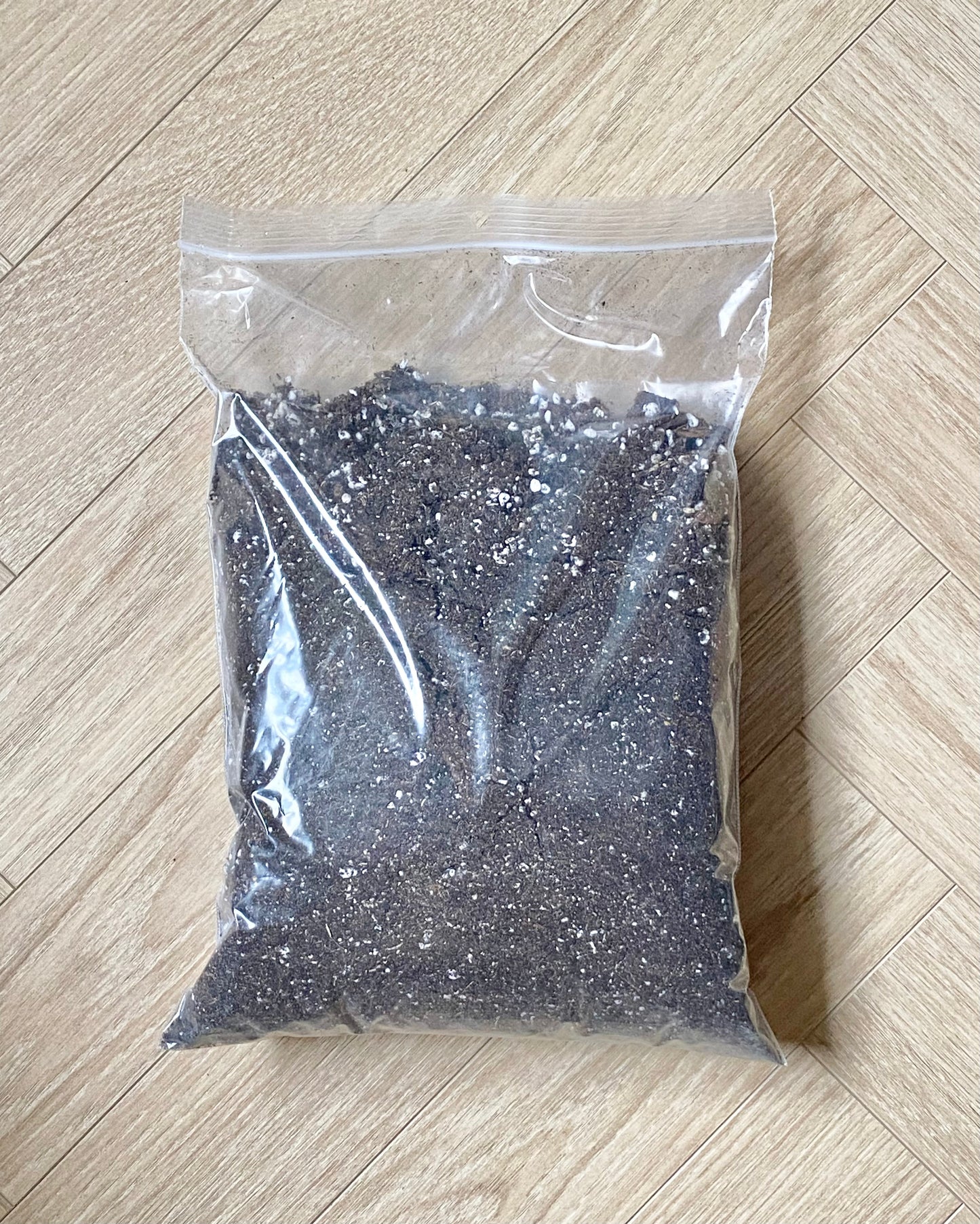 Substrat Ficus - BelemBouture