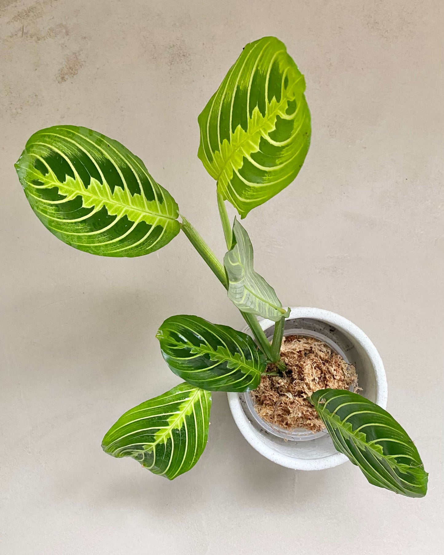 Maranta Leuconeura Lemon Lime - H:30cm, ø 9cm
