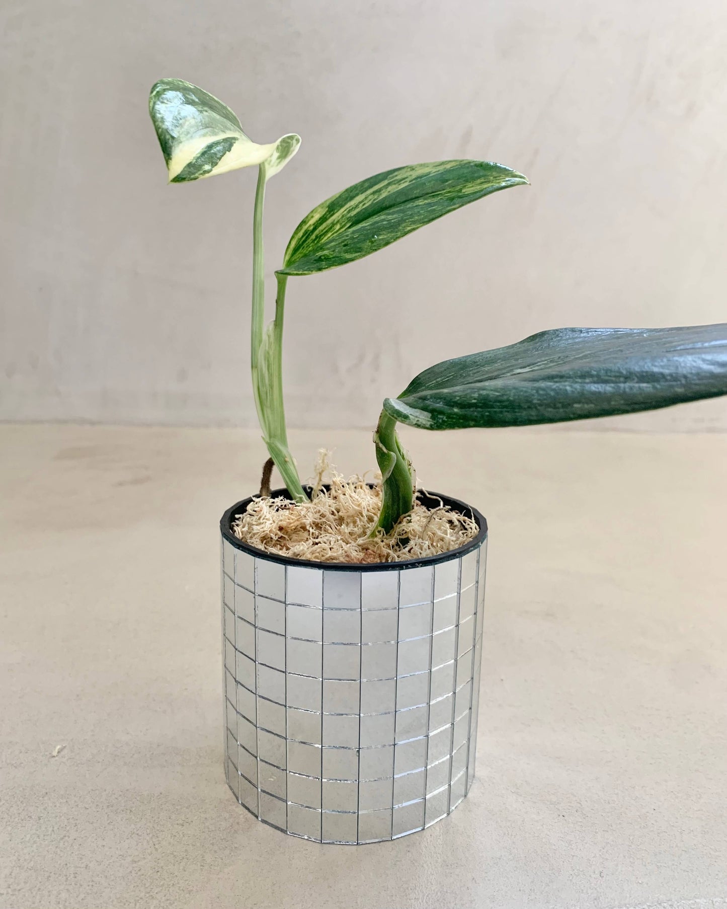 Bouture Monstera Standleyana Albo Variegata BelemBouture