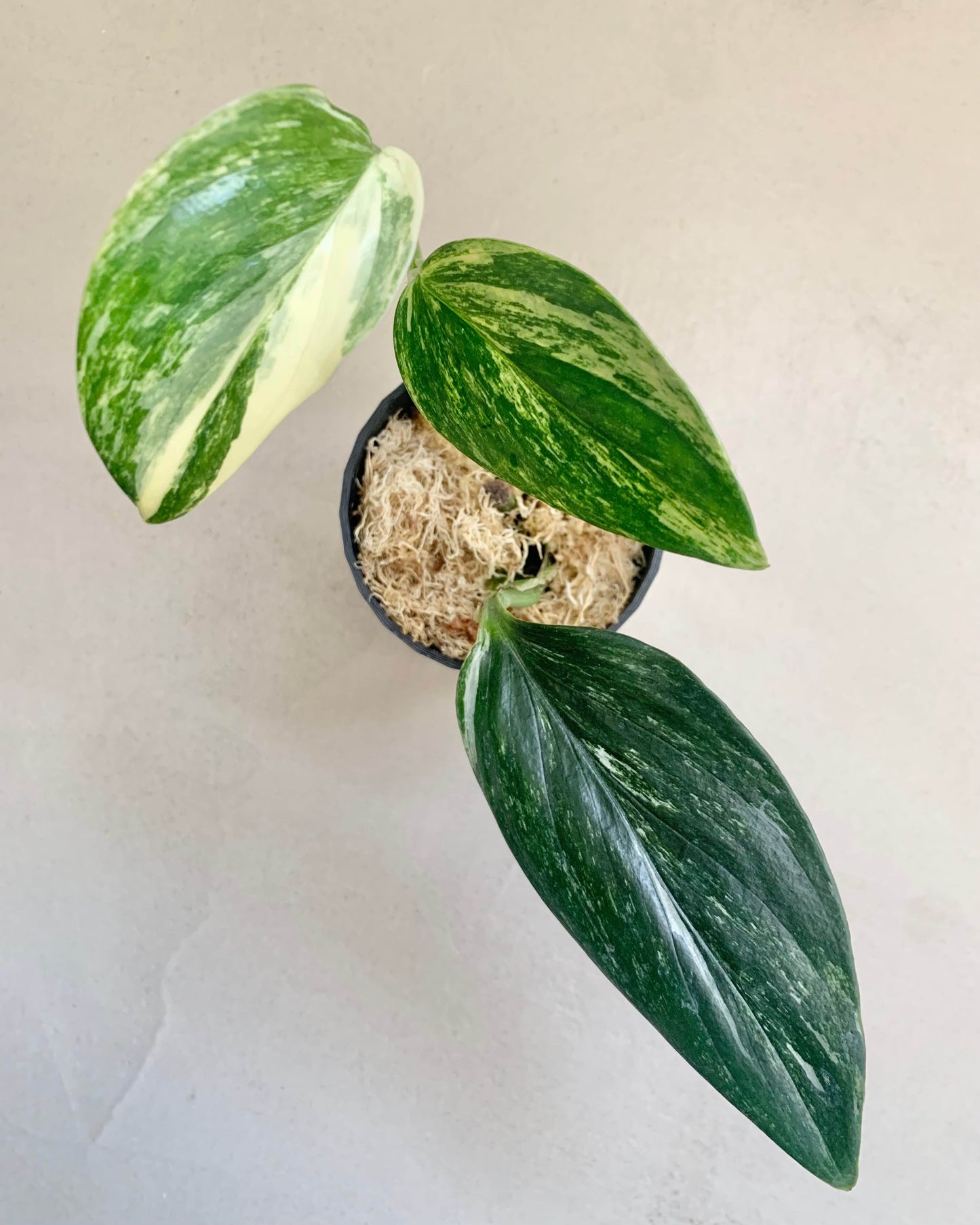 Bouture Monstera Standleyana Albo Variegata BelemBouture