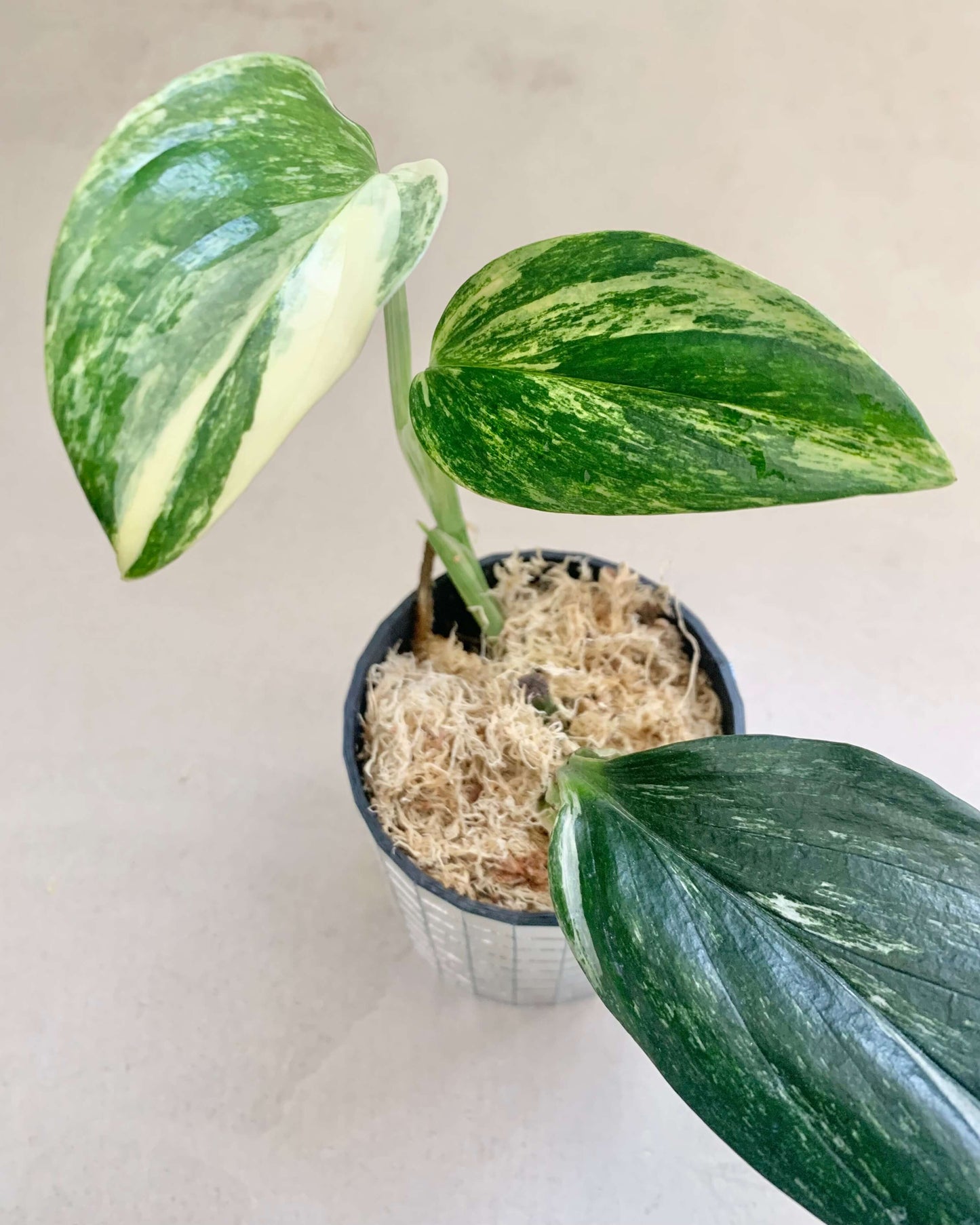 Bouture Monstera Standleyana Albo Variegata BelemBouture