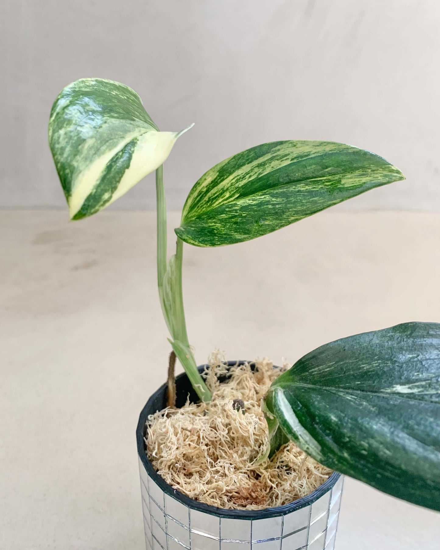 Bouture Monstera Standleyana Albo Variegata BelemBouture