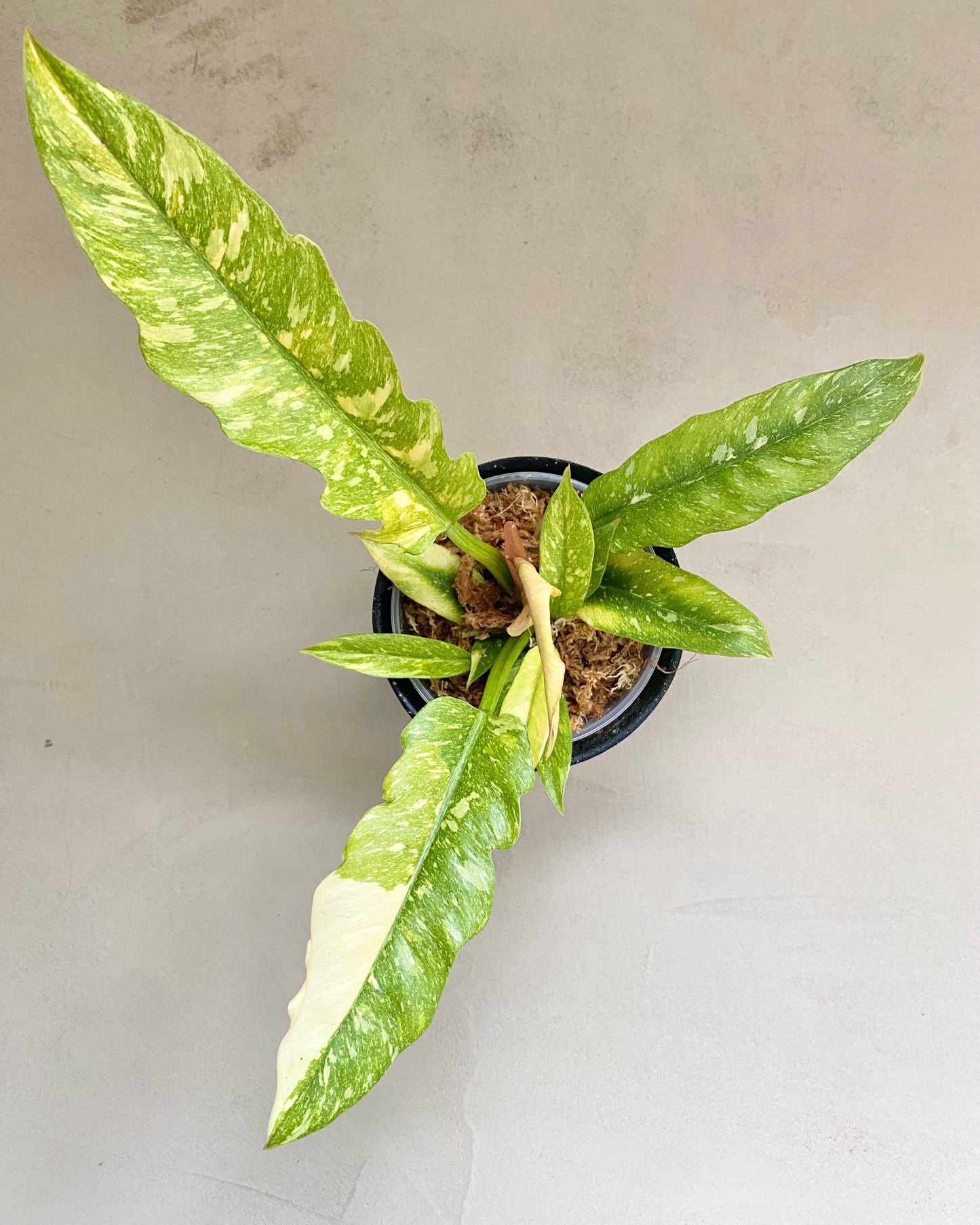 Philodendron Ring Of Fire - H:35cm, ø 14cm