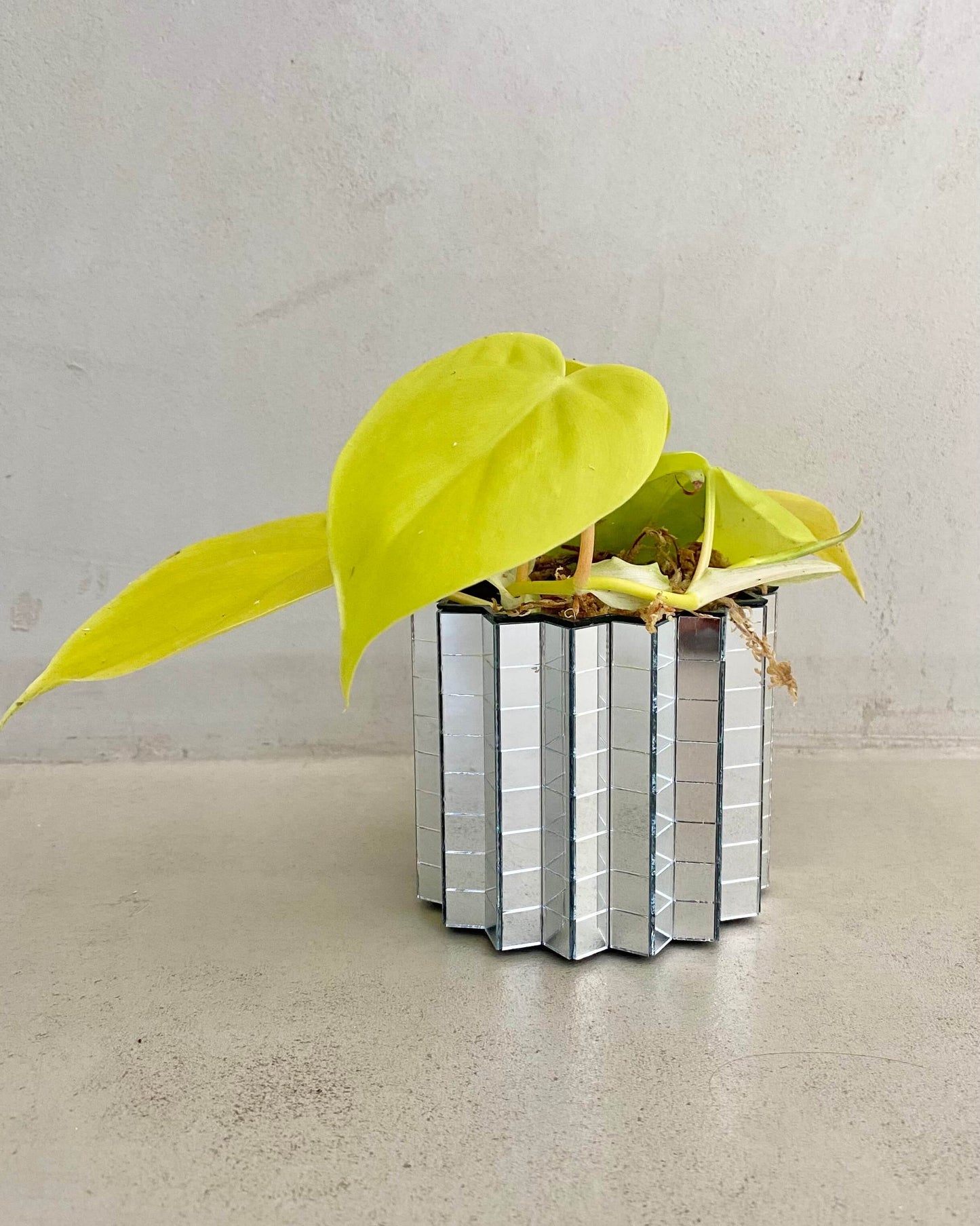 Philodendron Scandens Micans Lime - H:20cm, ø 9cm