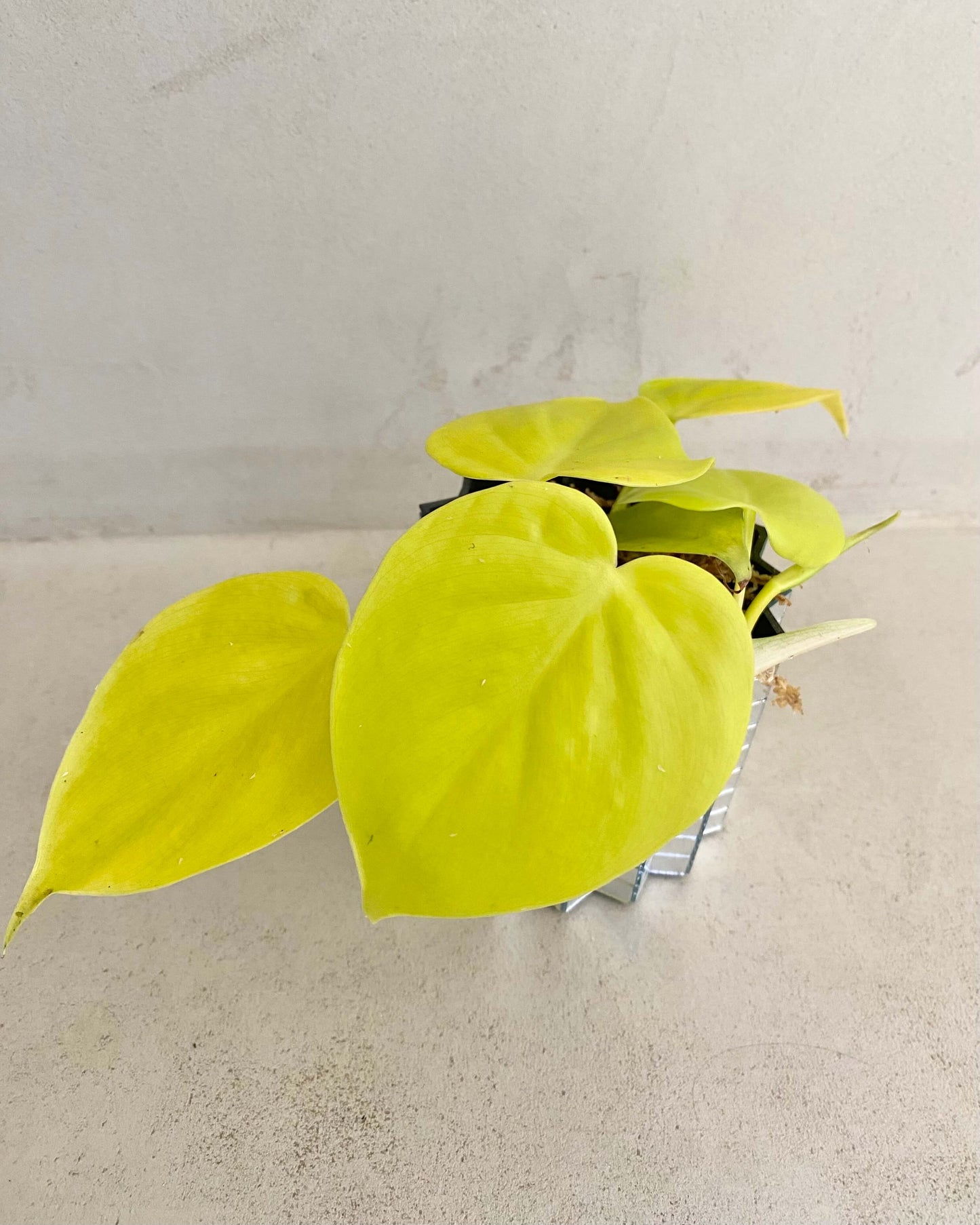Philodendron Scandens Micans Lime - H:20cm, ø 9cm