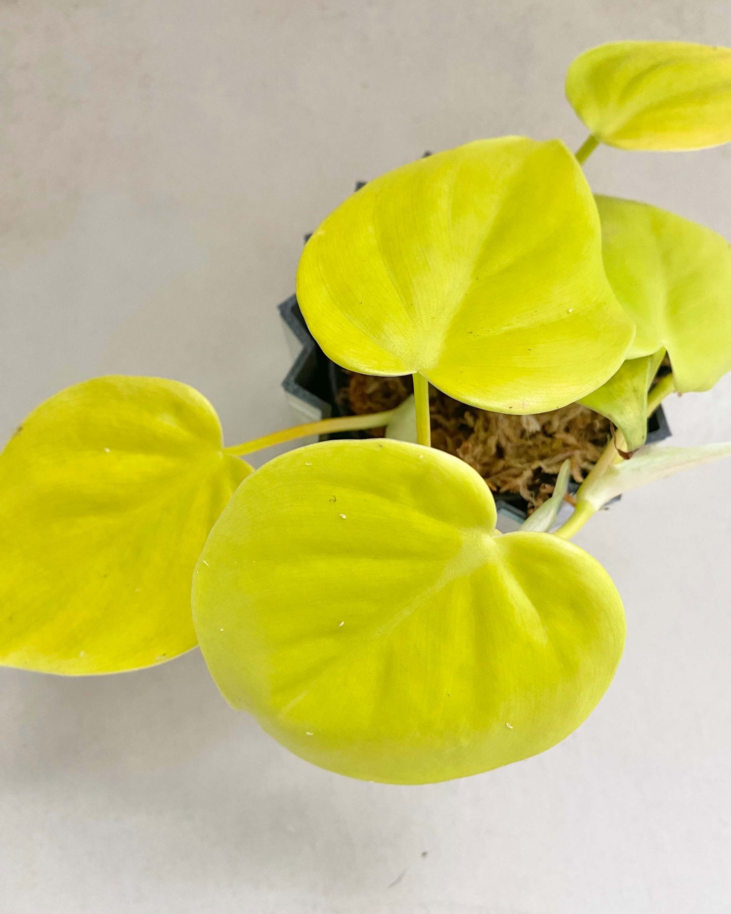 Philodendron Scandens Micans Lime - H:20cm, ø 9cm