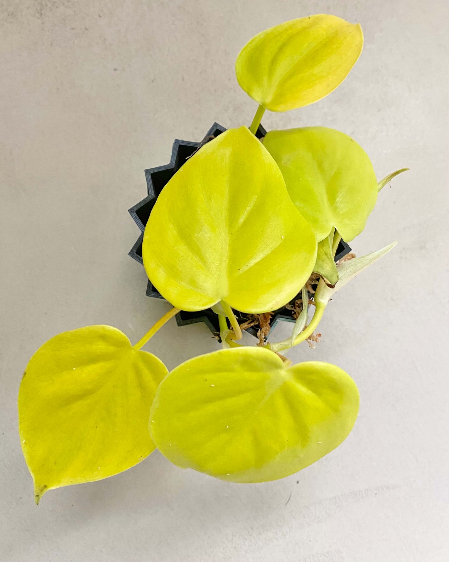 Philodendron Scandens Micans Lime - H:20cm, ø 9cm