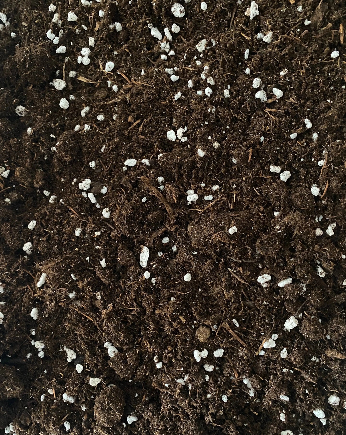 Substrat Alocasia BelemBouture
