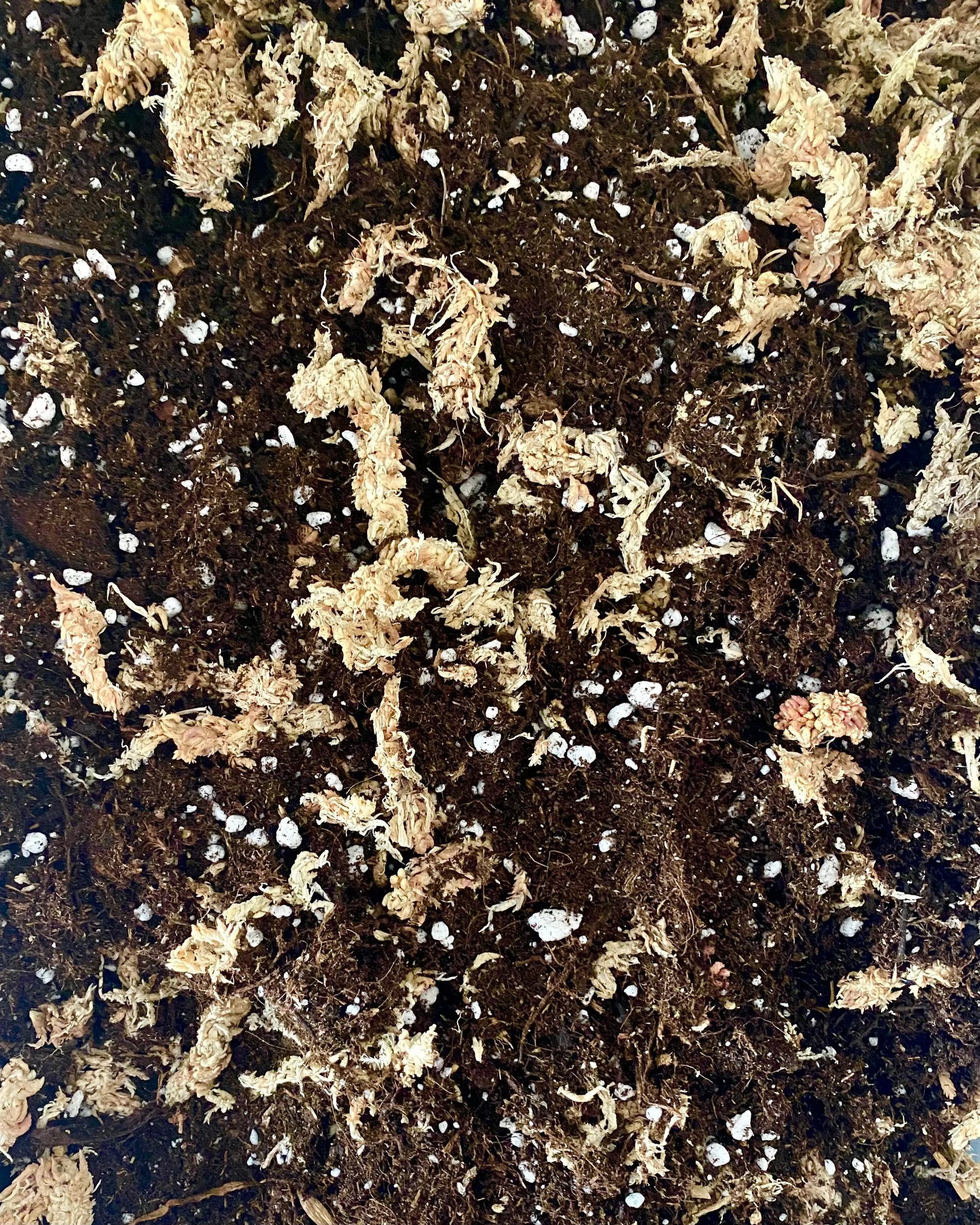 Substrat Calathea BelemBouture