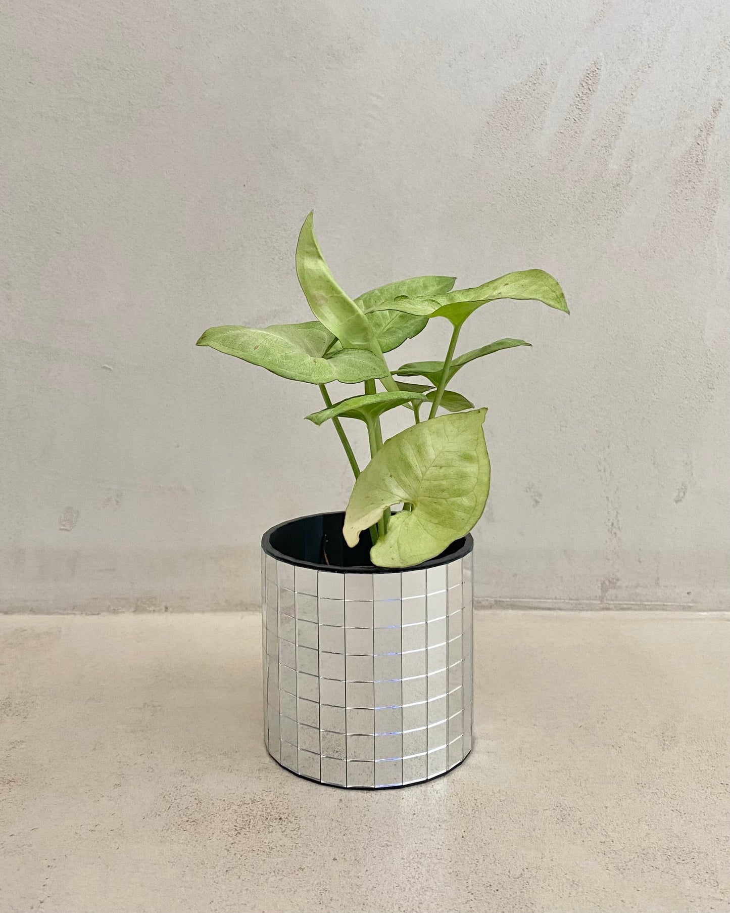 Syngonium Podophyllum Confetti BelemBouture