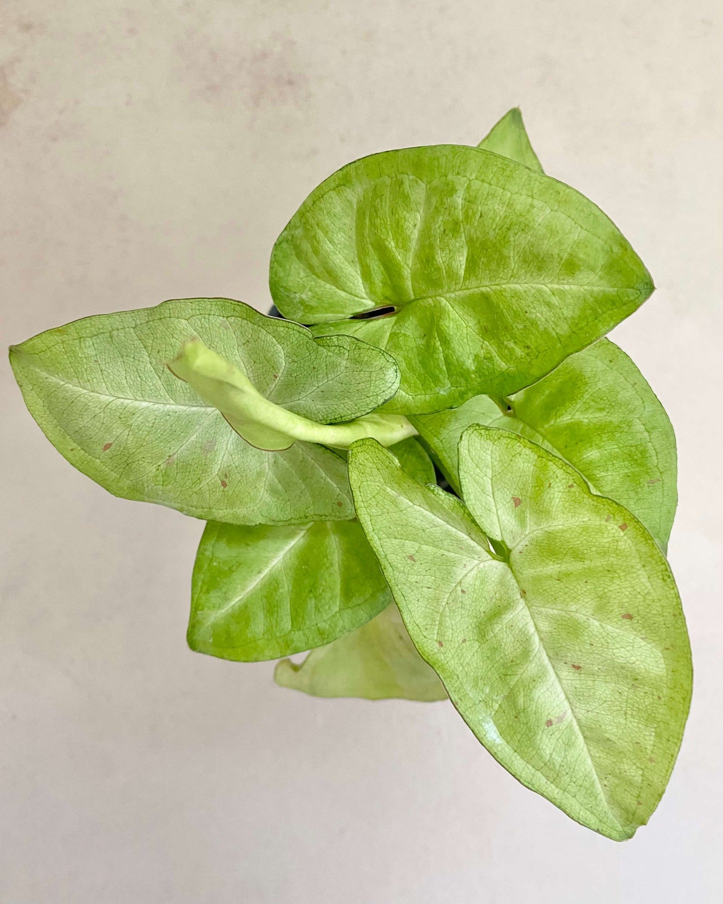 Syngonium Podophyllum Confetti BelemBouture