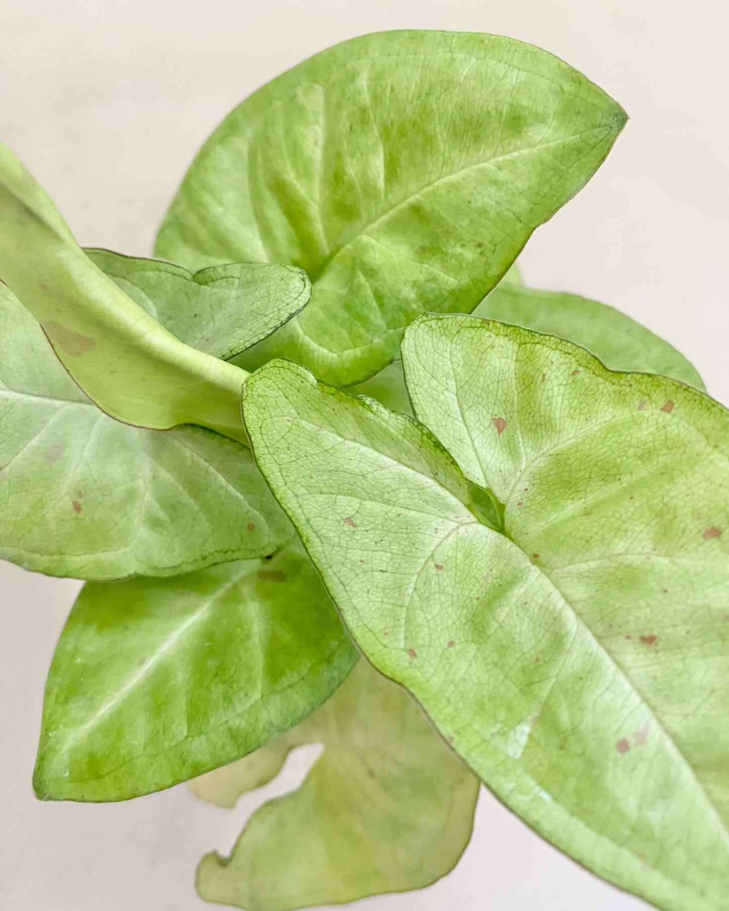 Syngonium Podophyllum Confetti BelemBouture