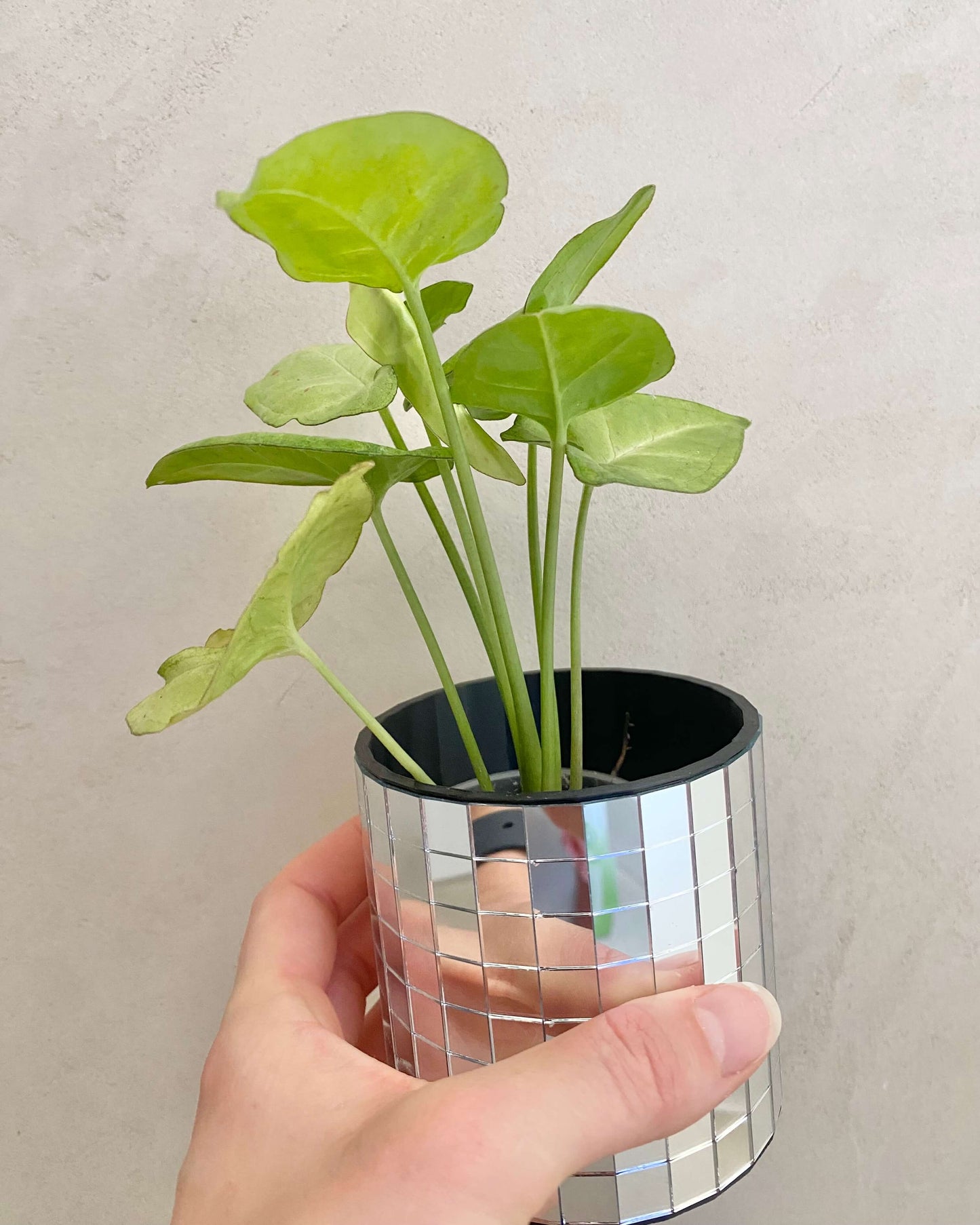 Syngonium Podophyllum Confetti BelemBouture