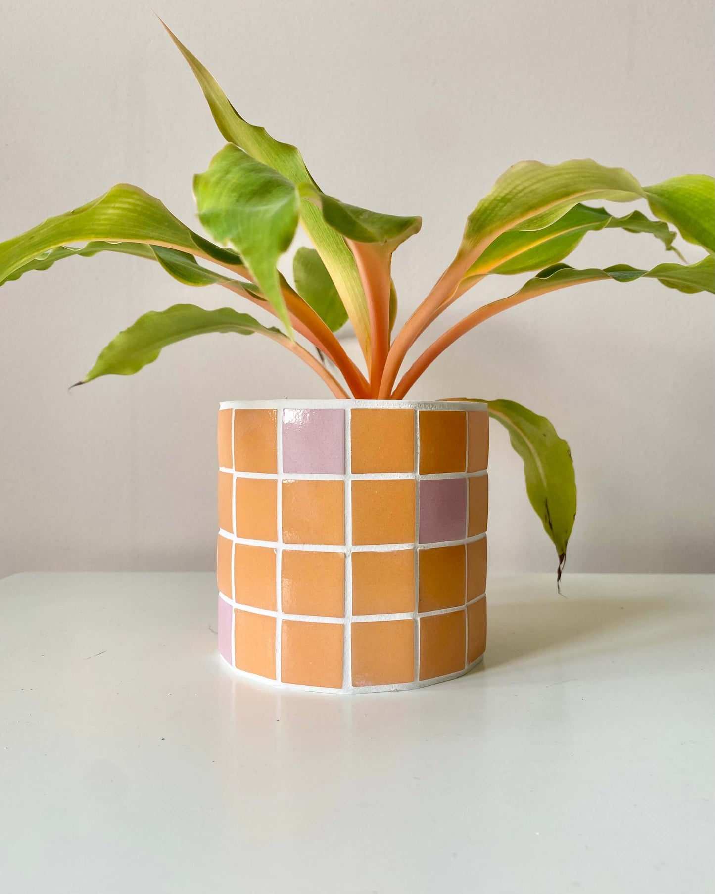 Duo Jungle Pop – Rose & Mandarine BelemBouture