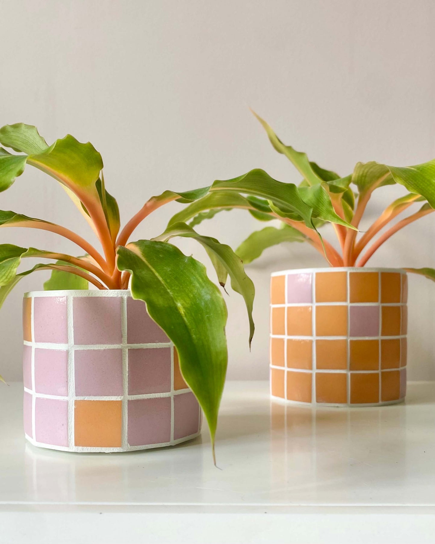 Duo Jungle Pop – Rose & Mandarine BelemBouture